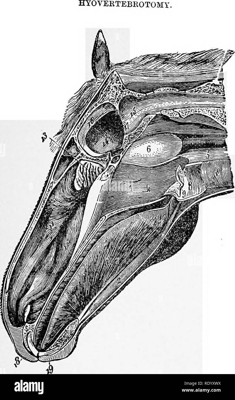 . Manuale operativo di chirurgia veterinaria. Chirurgia veterinaria. 453 Fia. 395.-sezione anteroposteriore della testa, mostra la bocca, Faïences, e le cavità nasali. 1, genio-glossuB muscolo; 2, genio-hyoideus muscolo; 3, il velum palali; 4, pharyn- geal cavità; 5, esofago; 6, guttural sacche; 7, apertura faringea della Eustach- ian tubo; 8, cavità laringea; 9, ventricolo laterale del iarynx; 10, trachea; 11, ethmoi- dal turbinated; 12, mascellare turbinated; 13, ethmoidal volute; 14, cerebrale compart- mento della cavità cranian; 15, vano cerebellare dello stesso; 16, falx cerebri; 17, t Foto Stock