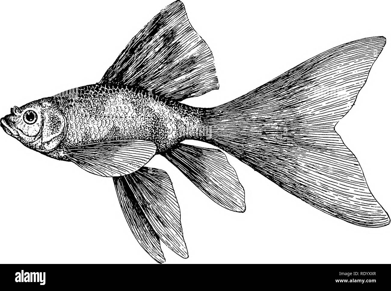 . Goldfish razze e altri pesci di acquario, la loro cura e la propagazione; una guida per acqua dolce e acquari marini, la loro fauna, flora e di gestione. Acquari; Goldfish. GOLDFISH razze il telescopio cinese Goldfish-Carassius auratus, var. chinensis macrophthalmus. I cinesi chiazzato o variegato Goldfish-Carassius auratus, var. chinensis variegatus. Il Cinese Telescopio Fringetail Goldfish- Carassius auratus, var. chinensis fenduli- bicaudalis. I cinesi Moro o nero telescopio Goldfish- Carassius auratus, var. chinensis Mauro. La tigre cinese telescopio Goldfish-Carassius auratus, v Foto Stock