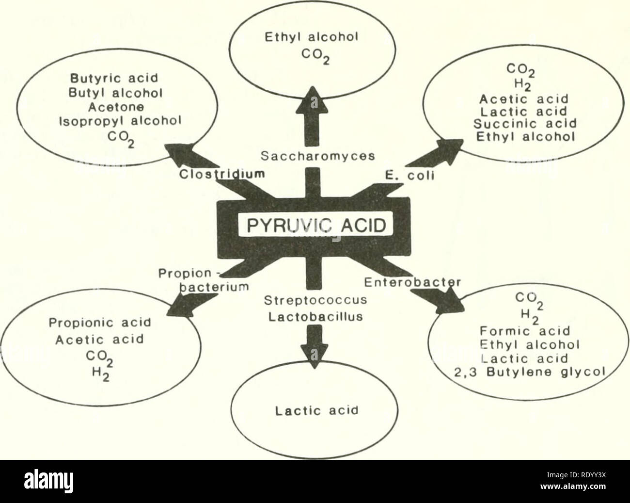. L'ecologia delle paludi del delta della Louisiana costiera : un profilo di comunità. Marsh ecologia -- Louisiana; zone umide -- Louisiana. La figura 47. Conversioni metaboliche di acido piruvico. Questo "chiave" intemiediate nel metabolismo può essere convertito in una varietà di prodotti finali, a seconda dell'organismo e di accettori di elettroni disponibili (Nester et al. 1973). Per passare da aerobiche ad anaerobiche (fennentation) metabolismo. In uno studio, enzimatica alcol deidrogenasi (ADH) attività, una misura della capacità delle cellule per convertire la acetaldeide ad etanolo durante la fermentazione alcolica, era molto maggiore in inl Foto Stock