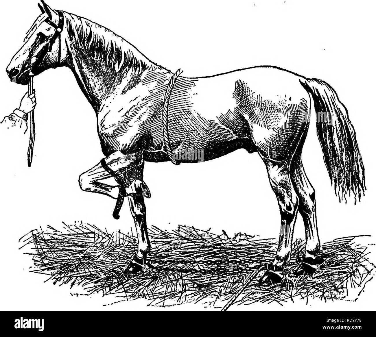 . Un trattato di terapie chirurgiche di animali domestici. Chirurgia veterinaria; Therapeutics, chirurgico. 12 chirurgiche veterinarie THERAPEUTICS. agire rapidamente. Non appena uno lo Zoppicare è messo in posizione, quelli .animali diventerà nervoso, kick, e l'essere più o meno pericolose a -approccio. È per loro che Trasbot raccomanda l'uso del piede-raiser, che è collocato sulla gamba anteriore opposto al lato su cui l'animale cadrà. Una volta che questo è in posizione, l'animale è fatta passare attorno al letto di paglia una volta o due volte. Egli resiste, culatte, st[po:gles, ma ben presto si sottomette alla immissione di th Foto Stock