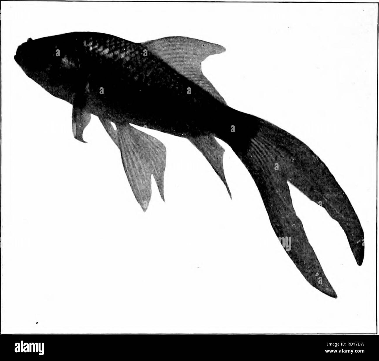 L'acquario di acqua dolce e i suoi abitanti; una guida per il dilettante aquarist. Acquari. 124 Acqua dolce Acquario nome tific si potrebbe dedurre che questa è una Jap- anese produzione,