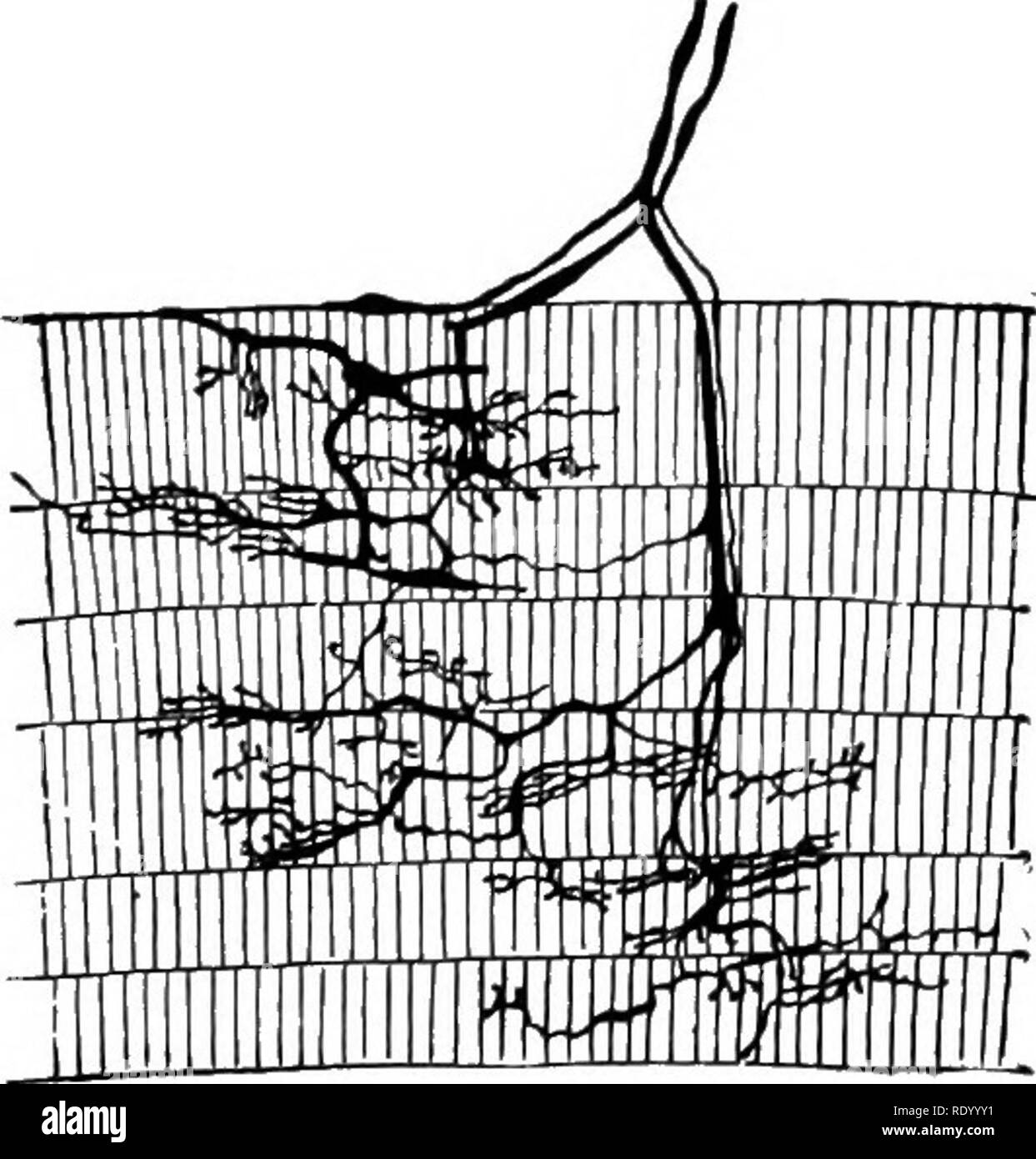 . Essentials di biologia ha presentato problemi. Biologia. Un po' di volontariato di fibre muscolari, shoN^ng la cros-ho striature come visto sotto il microscopio. (Fortemente ingrandite.) involontari sono unstriated. Entrambi i tipi sono forniti con i nervi che controllano (vedere figure). Il delicato terminazioni di nervi in vol- untary muscolo. (Fortemente ingrandite.) il tessuto muscolare e suoi usi.- muscoli forma evidentemente una grande parte del corpo, nell'uomo, quasi la metà del peso corporeo di muscle. Quasi tutti i muscoli del corpo umano è attaccato ad un osso o ad una o a entrambe le estremità. Spostare- ment è effettuata mediante o Foto Stock