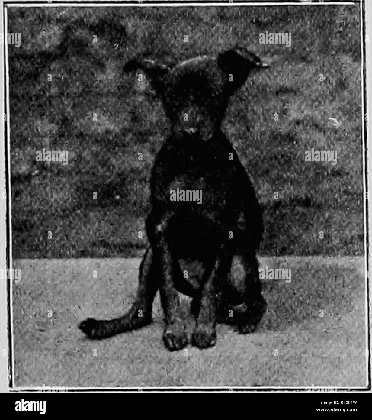 . Malattie chirurgica del cane e del gatto, con capitoli su anestesia e ostetricia (seconda edizione di "i cani ed i gatti chirurgia). Cani e gatti. Gli arti e la coda 333 Riduzione.-In una semplice riduzione di frattura è effettuata e le estremità portato in apposizione afferrando l'HMB. Fig. 311.-fotografia che mostra la caratteristica atteggiamento quando sia in avanti e le gambe sono rotto. saldamente con una mano al di sopra della sede della lesione, e portando la porzione inferiore in posizione con l'altra mano, i. Si prega di notare che queste immagini vengono estratte dalla pagina sottoposta a scansione di immagini che possono essere state migliorate digitalmente per readabilit Foto Stock