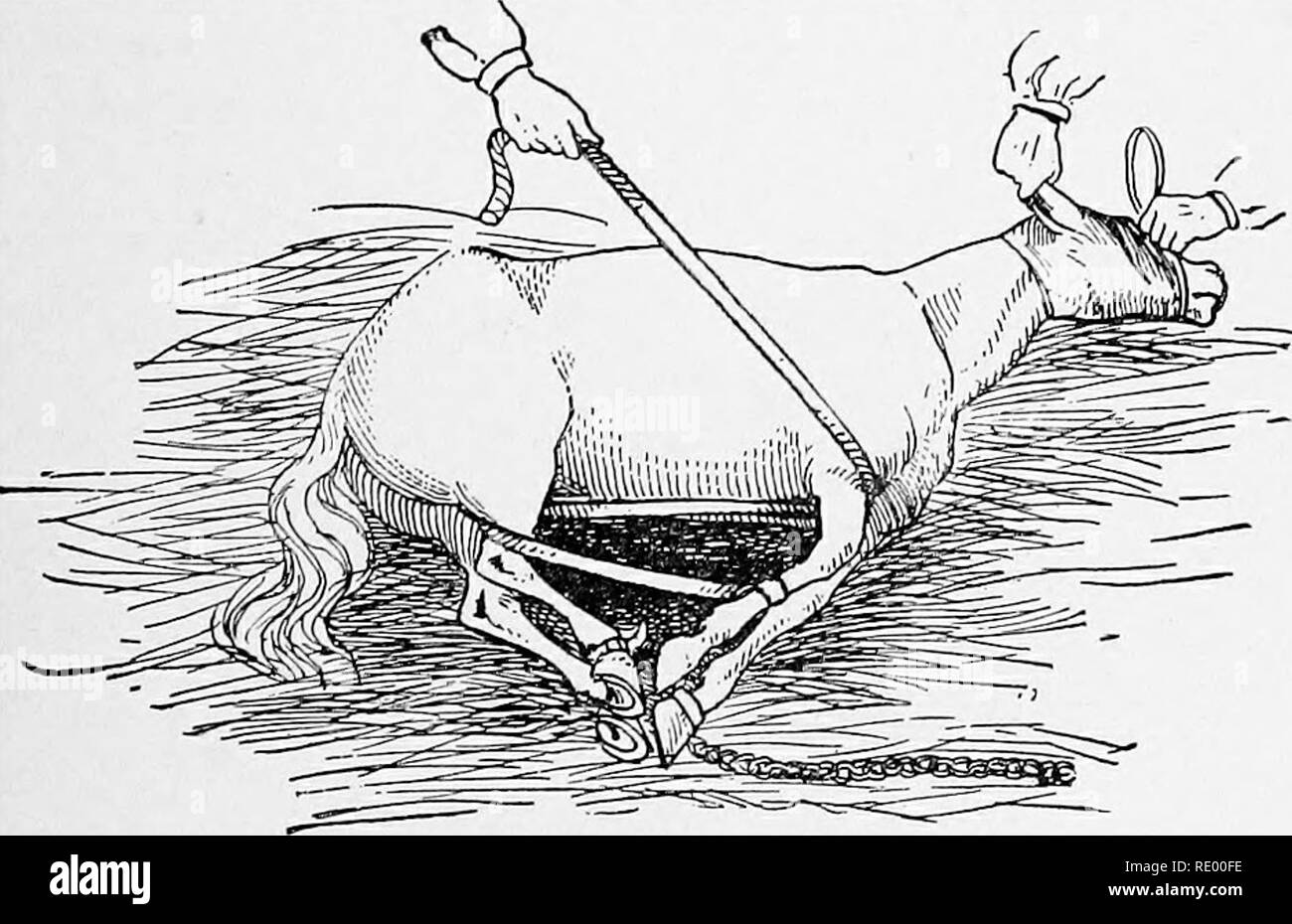 . Manuale operativo di chirurgia veterinaria. Chirurgia veterinaria. Fig. 25--let posizione. Neurotomy. al punto di partenza, attorno alla gamba off nuovamente, e essere- tween le gambe, formando così una completa figura 8. Si tratta di re- peated due o tre volte, quando una spira attorno a tutti i valichi di frontiera della corda tra le gambe si lega a tutti i colpi di scena della corda e un doppio sHp-nodo viene eseguito sull'avambraccio del off gamba anteriore. Entrambe le gambe così fissato, il vicino a gamba è rilasciato dal lo zoppicare e portato avanti da un assistente tirando su di esso con una corda legata intorno al piede. Per le ragioni già enunciate, abbiamo Foto Stock