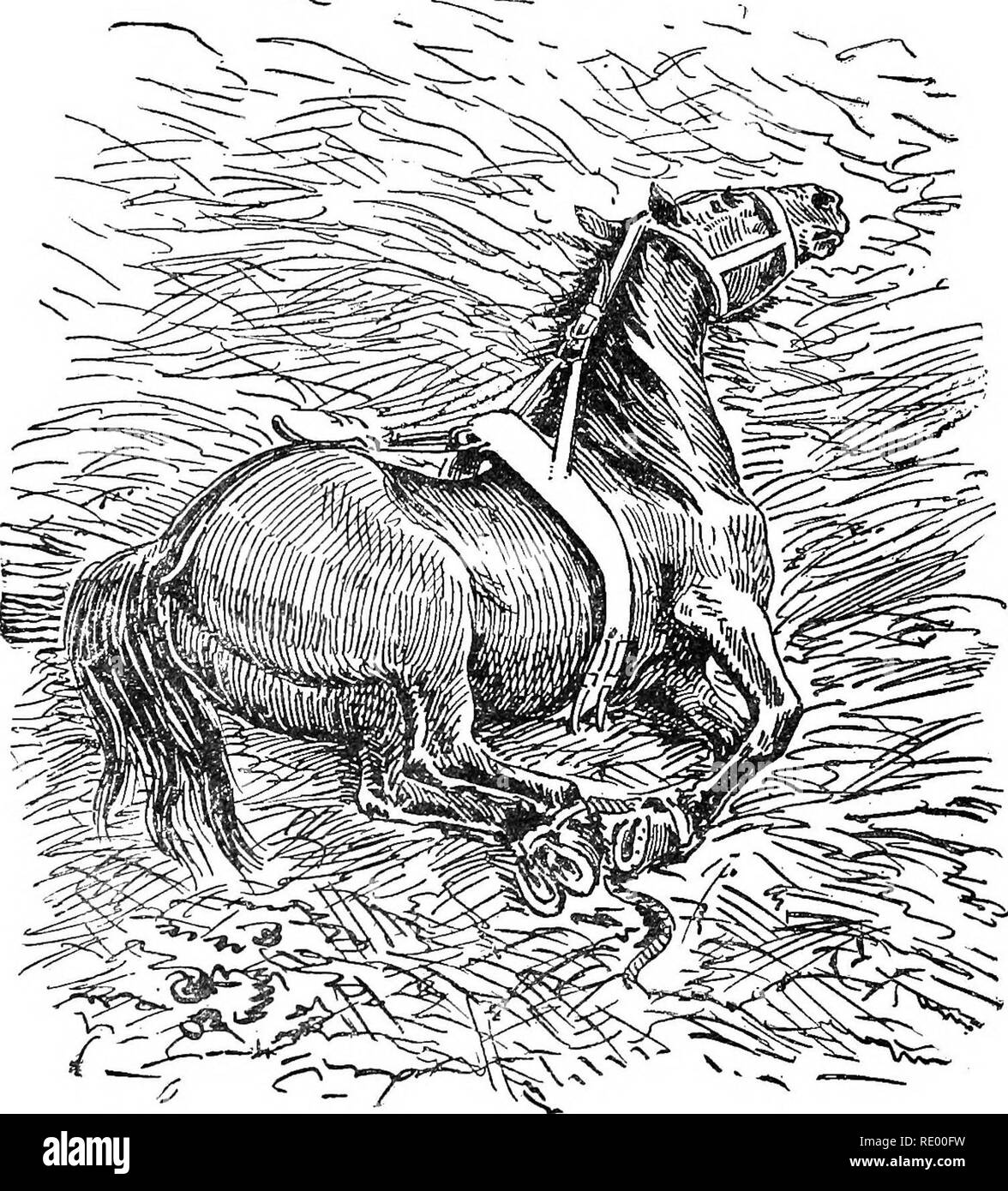 . Manuale operativo di chirurgia veterinaria. Chirurgia veterinaria. 36 MEZZI DI RESTEAINT. ble la rottura di una porzione di catena che abbraccia quattro hobbles, Peuch &AMP; Toussaiat consigliare il passaggio della fune di colata e la catena di una seconda volta attraverso gli anelli di ogni lo Zoppicare prima che sia fissato con i ganci a molla. L'animale verso il basso le linguette del Bernardot &AMP; Buttel apparecchio sono deformati e la testa ben esteso sul collo. L'uso di questa apparecchiatura con- siderably diminuisce le difficoltà per la contesa della testa. Prima della sua introduzione, due assistenti w Foto Stock