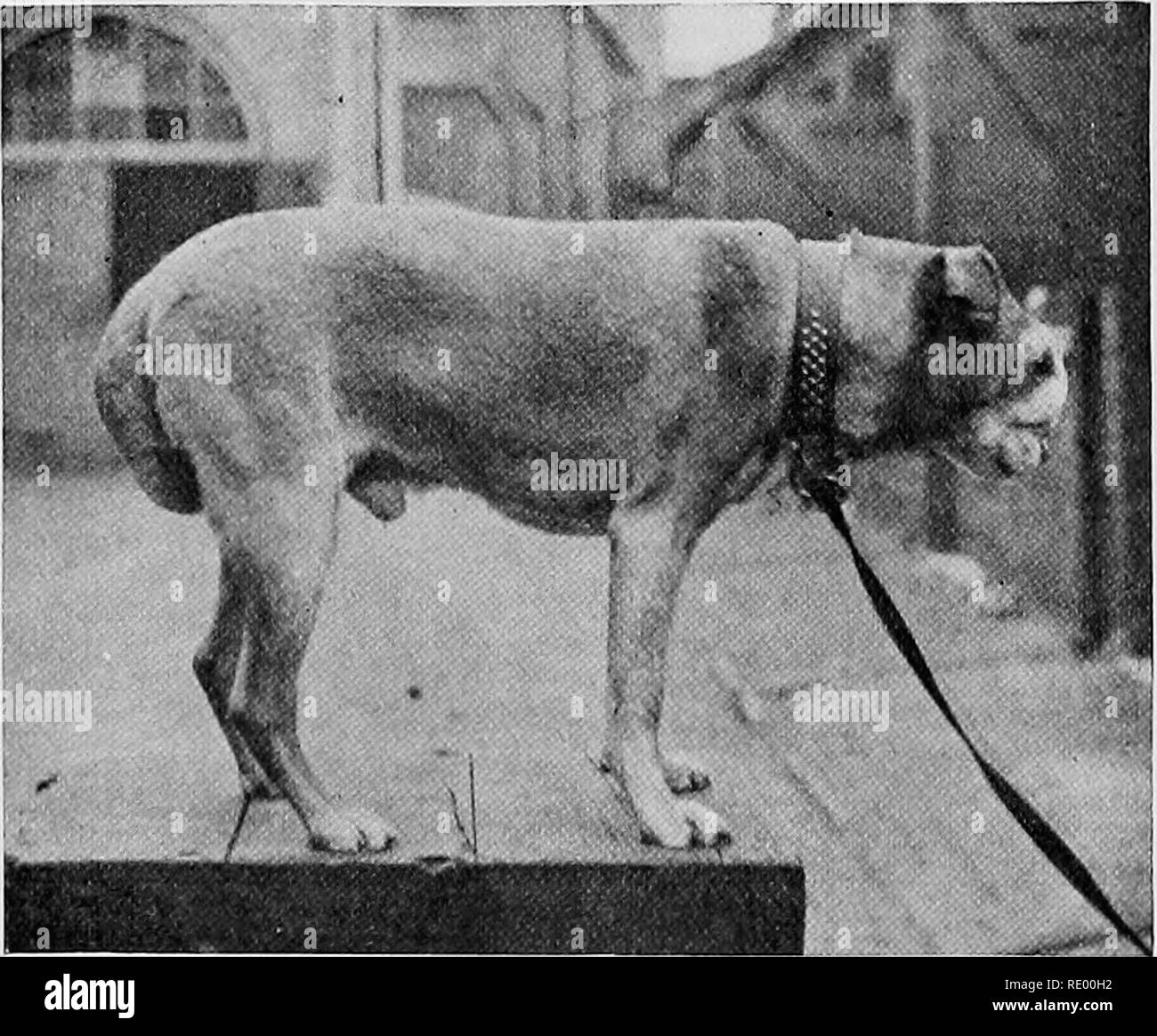 . Malattie chirurgica del cane e del gatto, con capitoli su anestesia e ostetricia (seconda edizione di "i cani ed i gatti chirurgia). Cani e gatti. 134 I Cani Ed I Gatti chirurgia applicazione di antisettici, e le ghiandole cervicali diventare ingrandita. In un alano paziente (Fig. 103) il palato ossa era diventato perforato. Il cancro ma}' essere sempre considerato in animali come ^•elI come nell'uomo per essere mainl)- una malattia della vecchia o in età adulta e questo fatto, troppo, è di "alore come un aiuto alla diagnosi. In una carta (illustrato da una serie di disegni, fotografie e campioni effettivi) leggere prima la centrale 'L' Foto Stock