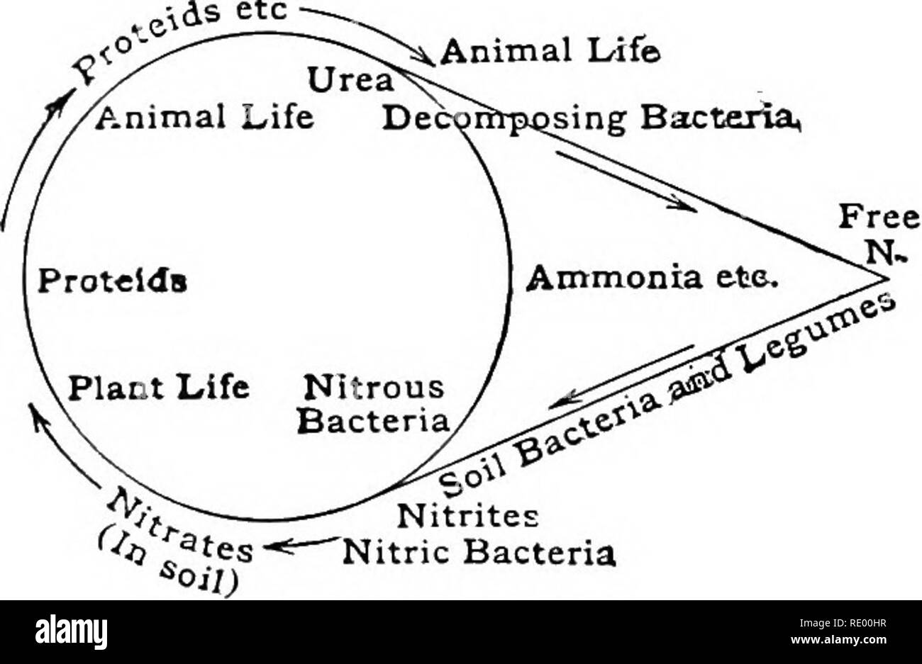 . Essentials di biologia ha presentato problemi. Biologia. Energia dal sole* / I set di energia libera come calore. Le relazioni fra il verde delle piante e degli animali e che a sua volta feed direttamente su piante. E così è in tutto il mondo; le piante sono il cibo-maker e alimentazione degli animali. Piante verdi danno anche una notevole quantità di ossigeno nell'atmosfera ogni giorno che gli animali possono far uso del. Il ciclo di azoto. - ^AniTnal vita batteri qsing^ gli animali a loro volta fornire gran parte del biossido di carbonio che la pianta utilizza in amido-making. Essi hanno anche a disposizione la maggior parte della materia azotata u Foto Stock