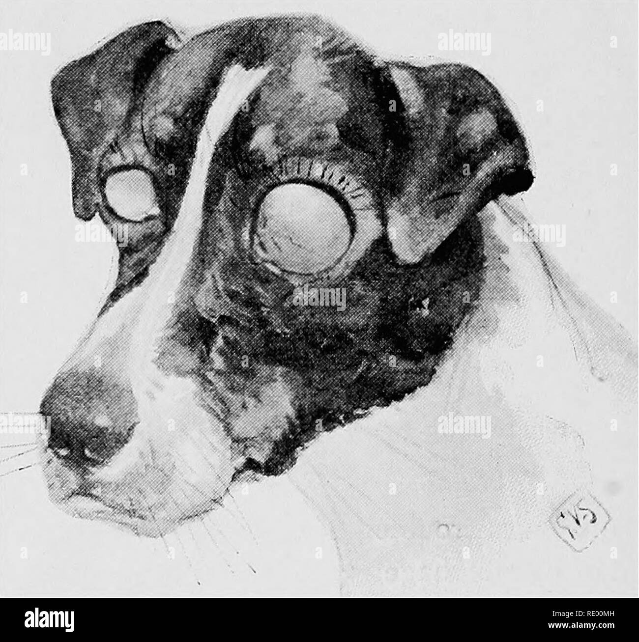 Malattie chirurgica del cane e del gatto, con capitoli su anestesia e  ostetricia (seconda edizione di "i cani ed i gatti chirurgia). Cani e gatti.  I04 I Cani Ed I Gatti