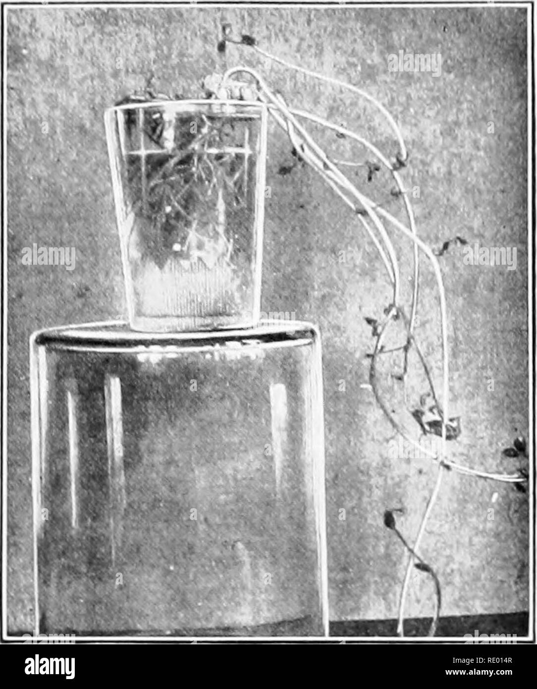 . Essentials di biologia ha presentato problemi. Biologia. Semi e SEEDLIN( ;S la germinazione. Tutti gli stadi scalpita attraverso il giovane pianta, dal momento in cui la â 'essere ghiacciata- gin a germogliare fino a quando non si è in grado di prendersi cura di se stessa per mezzo di /7n radici e Icarcs, sono noti come le fasi di germinazione. Nel pisello, la crescita è hke- saggio al FII-st realizzato lai-gely a scapito della cotj-Iedons, che non salgono mai abo^â¢e massa. Distacco della culla&GT;ledons dalla metà del numero di una partita di germinare i piselli e esposizione alle stesse condizioni come per l'altra metà dello stesso lotto, mostra che la perdita del coty Foto Stock