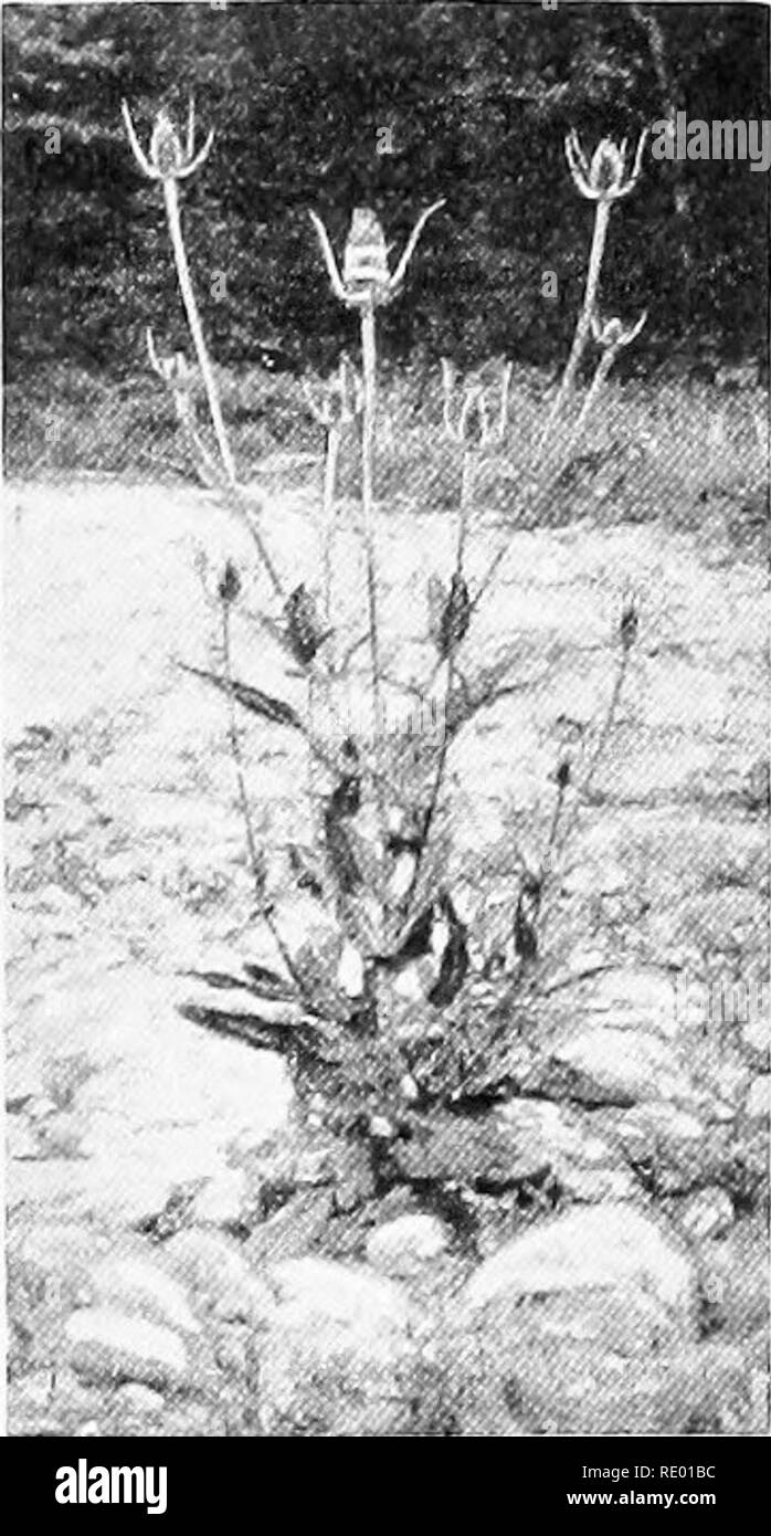 . Essentials di biologia ha presentato problemi. Biologia. III. Le funzioni e la composizione delle cose viventi problema IV. Una introduzione alla natura e al lavoro degli organismi viventi. (Manuale di Laboratorio, Prob. IV.) (a) una pianta vivente. (5) ,io vivere insetto. -YA pianta vivente e un animale vivente rispetto.-una passeggiata nei campi o qualsiasi partita vacante in un giorno all' inizio dell' autunno ci darà di prima mano conoscenza con molte piante comuni che, a causa della loro abihty a crescere sotto a volte condizioni sfavorevoli sono chiamati erbacce. Tali piante - il dandehon, burro e uova, il pastore la borsa - sono p Foto Stock