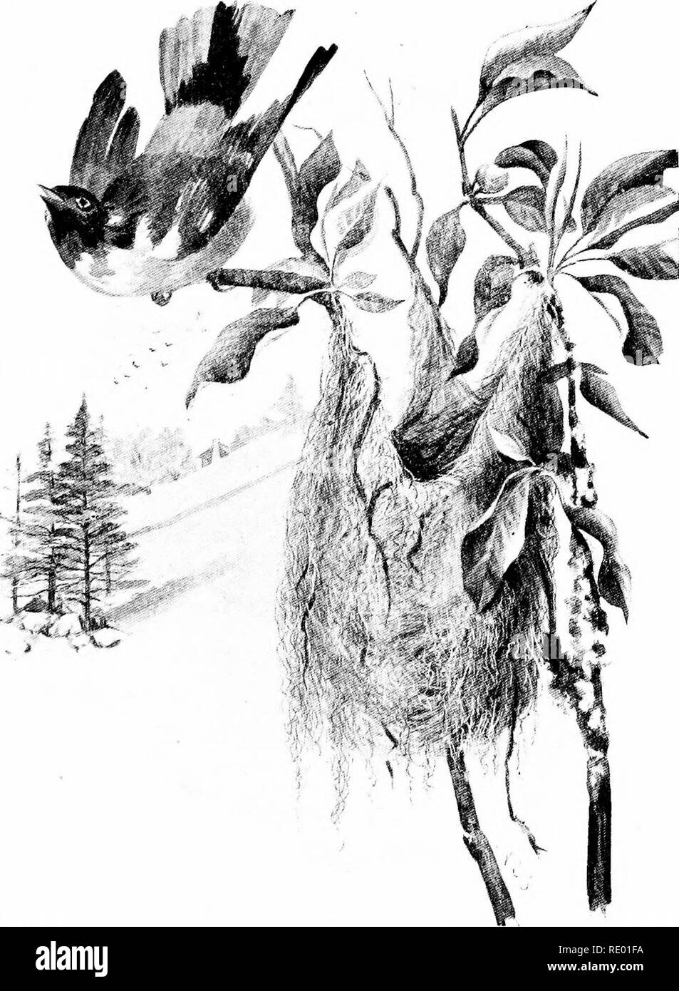 . Sotto il cielo aperto; essendo un anno con la natura. Storia naturale. Il rigogolo tesse un profondo, legato in tasca. Si prega di notare che queste immagini vengono estratte dalla pagina sottoposta a scansione di immagini che possono essere state migliorate digitalmente per la leggibilità - Colorazione e aspetto di queste illustrazioni potrebbero non perfettamente assomigliano al lavoro originale. Schmucker, Samuel cristiano, b. 1860. Di Philadelphia e a Londra, J. B. Lippincott Company Foto Stock