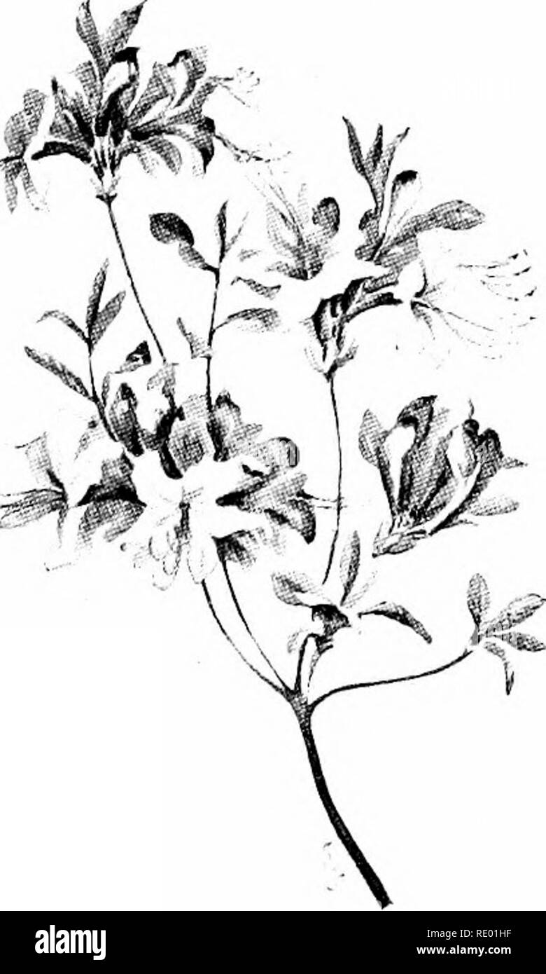 . Sotto il cielo aperto; essendo un anno con la natura. Storia naturale. 90 Sotto il cielo aperto più felice. Questo è il suo giorno di glee più selvaggia. Non contenti di redigere il dolce nettare, egli strappa il fiore della sua golden polline. Abbastanza intossicati con gioia, egli rotoli più e più volte tra gli stami fino a quando egli non è coperta con i grani gialli. Poi, di ritirarsi da un lato, egli pettini lui- auto con le sue gambe anteriori e rotoli il polline in sfere che egli tubicini nel suo ispido tasche sulle sue zampe posteriori. Questi agglomerati in forma di pellets che egli porta a casa per essere cibo per i Bee neonati.. Il bagliore del colibrì ma mentre th Foto Stock