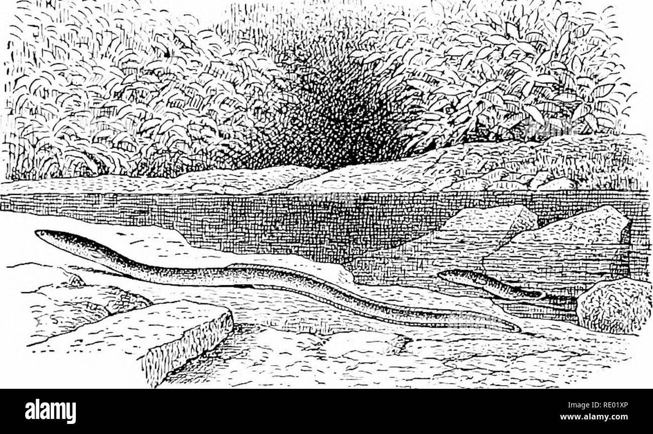 . Intelligenza nelle piante e animali: essendo una nuova edizione dell'autore del privato rilasciato "anima e l'immortalità". Intelligenza animale; il comportamento di animali; Droseraceae; Psicologia, comparativo; storia naturale. 172 Vita e Ijinnoytality. Io"/"L. Comune di Anguilla americana. Come si cerca un nuovo Feeding-Grounds. Pesci, di regola, non vivono più di pochi minuti fuori dall'acqua. Un'anguilla, tuttavia, rimarrà vivo per molte ore e addirittura giorni in aria atmosferica, purché sia prevista in un luogo umido. Ora, se uno essere guardato attentamente quando posto su terra asciutta, sarà osservato a pout i c Foto Stock