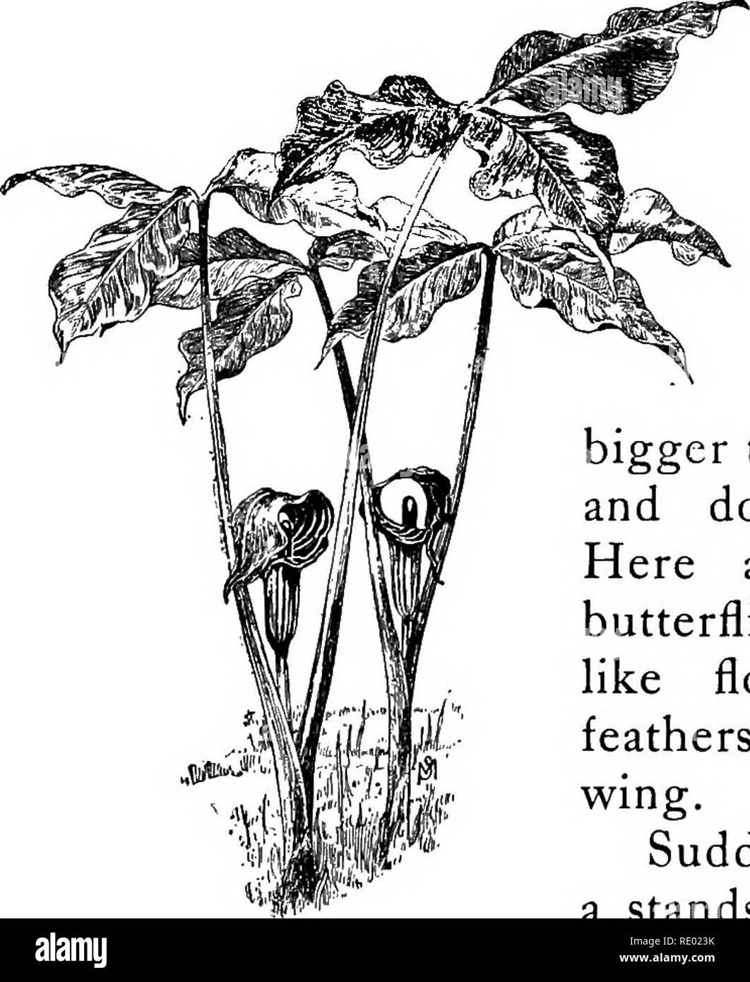 . Il Brook prenota; una prima conoscenza con il ruscello e i suoi abitanti attraverso la modifica di anno. Storia naturale. 20 Il torrente prenota piante di Jack-in-the-pulpito in mezzo ad una compagnia di anem- quelli e violette. Una dozzina di steli del falso sol- omon del sigillo in fiore appeso come una frangia di bianco in acqua molto bordo. Dal treetops vi galleggiavano giù tasti di acero e semi di olmo. Essi sono diminuiti nel flusso e sono stati portati via. Un delicato può - volare non più grande di un moscerino fluttered su e giù per l'acqua. Qui e là poco farfalle blu quotata in aria, come petali di fiori o minuscolo feathe Foto Stock