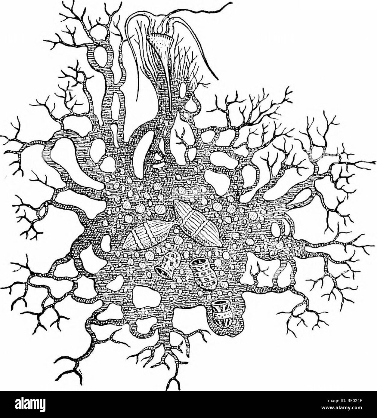 . Intelligenza nelle piante e animali: essendo una nuova edizione dell'autore del privato rilasciato "anima e l'immortalità". Intelligenza animale; il comportamento di animali; Droseraceae; Psicologia, comparativo; storia naturale. 34 La vita e Iiumortality.. Alimentazione PROTOMYXA. corso di va e vieni. Per cinque o sei ore di poco il compagno di abbracci stretto intorno alla preda finché è diventata accuratamente assorbiti, almeno i componenti nutritivi, nel suo corpo-massa, quando essa si disegna lontano, o indietro nella sua posizione originale, lasciando al suo fianco lo scheletro della sua fine vittima. Senza gli occhi o le orecchie o parti di qualsiasi tipo i Foto Stock