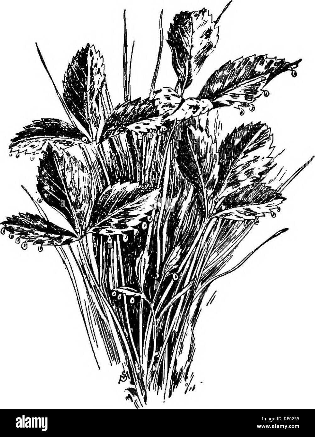 . Il Brook prenota; una prima conoscenza con il ruscello e i suoi abitanti attraverso la modifica di anno. Storia naturale. Prima visita a Stony Brook 5 ritirato dietro alcuni cespugli, nascose le mie scarpe e stock- rali e mettete su calze extra. Dal momento in cui il Professore ha pensato di me ancora una volta ero in midstream, esaminando con attenzione alcune pietre piatte e cercando di agire come se nulla di insolito aveva oc- indurita. Ho trovato l'acqua appena raffreddare a sufficienza per comfort, ed era in grado di camminare fino a molto scivolosa luoghi. In realtà non era mai stato più felice in tutta la mia vita. Lo spirito del brook aveva già en- strate in me un Foto Stock