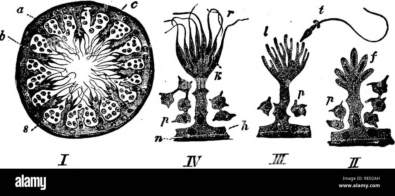 . La fisiologia degli animali domestici; un libro di testo per i veterinari e gli studenti medici e professionisti. Fisiologia, confronto; gli animali domestici. Funzioni EEPKODUCTIVE. 915 disegni schema (Fig. 415). Nell'uomo gli spermatozoi sono circa 0,05 millimetro di lunghezza, la testa essendo di forma ovale con un addensato bordo posteriore e la loro forma è quindi in qualche modo analogo a quello di una pera. Gli spermatozoi sono sviluppati dalla nuclea protoplasmic celle che la linea i tubuli seminale del testicolo. Questi tubuli sono rivestiti da diversi strati di più o meno cubica cellule. La esterna c Foto Stock