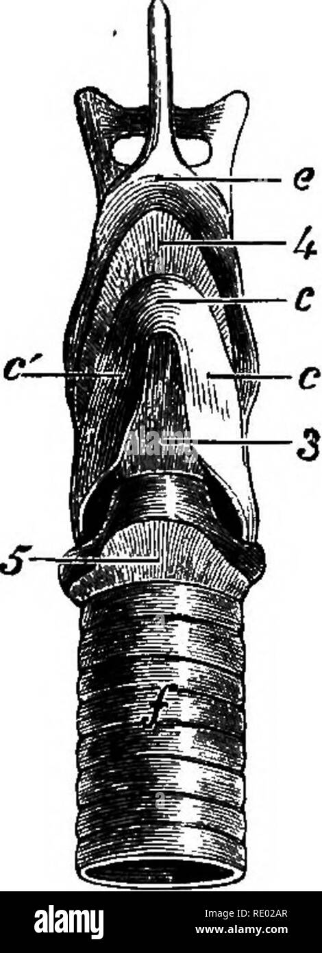 . Un libro di testo comparato di fisiologia per gli studenti e gli operatori di confronto (veterinario) medicina. Fisiologia, comparativo. Faccia superiore. Faccia inferiore, Fig. 436.-cartilagineo pezzi di tlie laringe del horsQ, mantenute nella loro posizione naturale dai legamenti articolari (Chaaveau), un, cricoid cartilagine; b, b, aryte- noid di cartilagini; c, il corpo della tiroide; c', c', le piastre laterali dell'tfiyroid; d, epi- glottide; e, corpo del nyoid; /, trachea. 1, crico-articolazione arytenoid; 2, la capsula di crico-articolazione della tiroide; 3, crico-membrana della tiroide; 4, thyro-hyoid mem brane-; 5 c Foto Stock