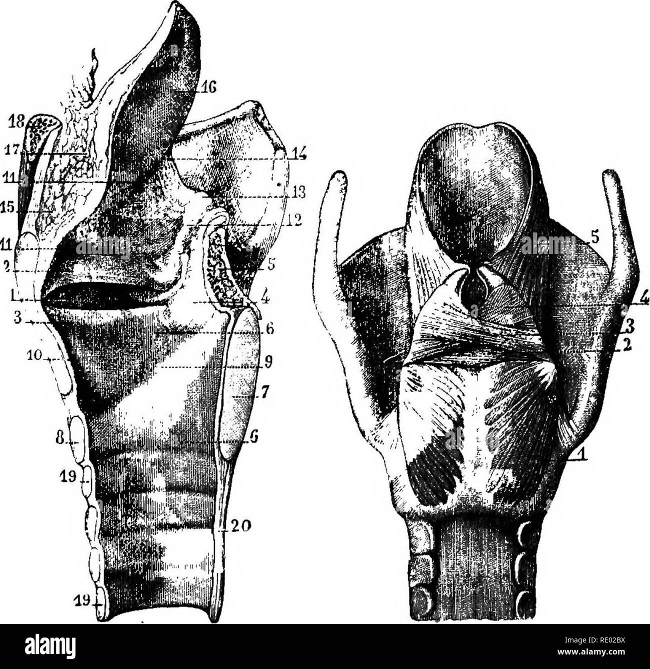 . Un libro di testo comparato di fisiologia per gli studenti e gli operatori di confronto (veterinario) medicina. Fisiologia, comparativo. La voce. 593 Cosa sono i meccanismi mediante i quali la voce è prodotta in uomo ? Osservazione dimostra che i seguenti sono essenziali: 1.. Fig. 489. Fig. 430. Fig. 429.-sezione longitudinale della laringe umana (dopo Sappey). 1, ventricolo del lar- ynx; 3, Superiora delle corde vocali; 3, inferiore delle corde vocali; 4, arytenoid cartilagine; 5, sec- zione del muscolo arytenoid; 6,6, la porzione inferiore della cavità di lai-ynx; 7, sezione di SostCTior parte della cartilagine cricoid; 8, sezione anteriore p Foto Stock