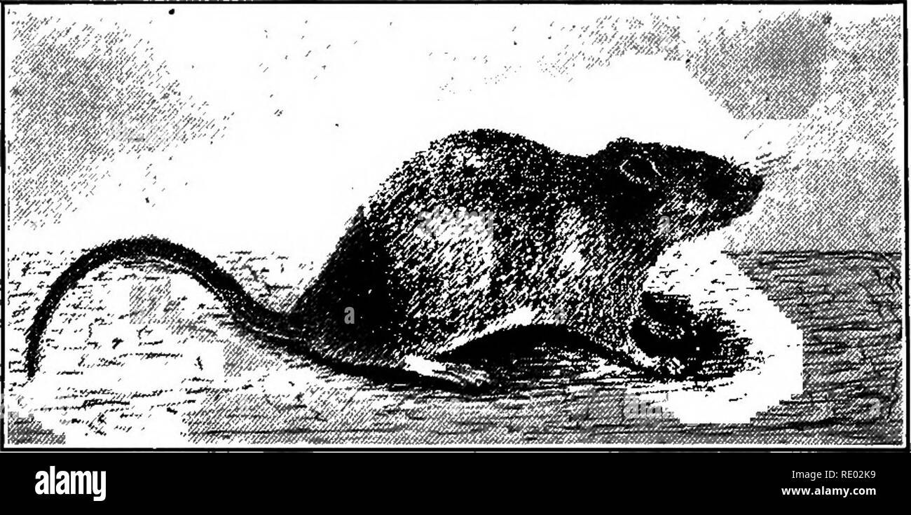 ratti norvegese - 6 Tipi di ratti immagini e fotografie stock ad alta risoluzione - Alamy