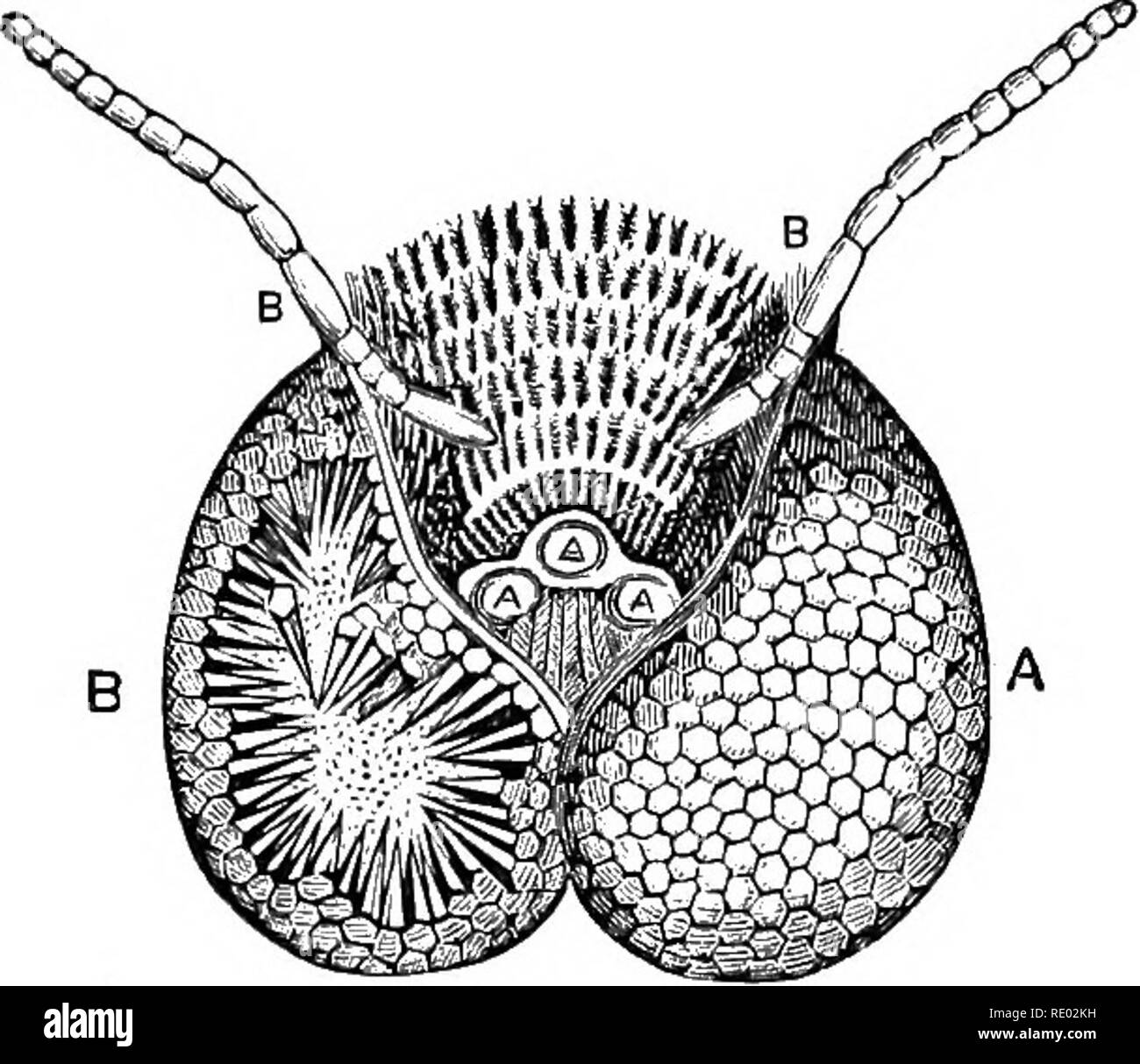 . La fisiologia degli animali domestici; un libro di testo per i veterinari e gli studenti medici e professionisti. Fisiologia, confronto; gli animali domestici. 846 fisiologia degli animali domestici. L'intensità dell'olfatto dipende in primo luogo dalla dimensione della superficie olfattiva, dato che abbiamo e che in animali in cui il senso di odore è più acuta la turbinated le ossa della regione olfattiva sono più complicato; in secondo luogo, sulla concentrazione di odorose sub- posizione in aria; e in terzo luogo sulla frequenza con la quale le colonne d'aria contenente le particelle odorose sono condotte Foto Stock