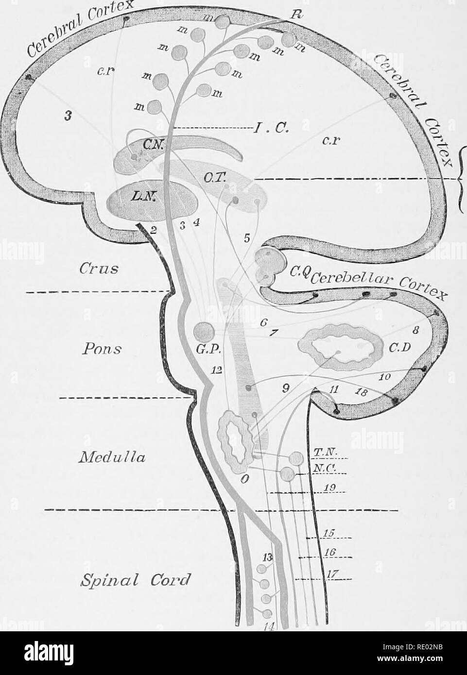 . La fisiologia degli animali domestici; un libro di testo per i veterinari e gli studenti medici e professionisti. Fisiologia, confronto; gli animali domestici. 820 fisiologia degli animali domestici. Il midollo spinale Fig. 357.Schema âA progettato per illustrare il corso di alcuni .Nerve-Tracts entro il cervello, Crus, Pons, midollo, e midollo spinale. Modificato da Flechsig. (Ranney.) C.N., nucleo caudato ; L.N., nucleo lenticolare ; A.T., ottica talamo; G.P., materia grigia del Pons; F.JR., per bio reticularis; CD., corpus dentatum; 0, corpo olivary ; N.C., elavate nucleo; T.N., trian- golare nucleo; Foto Stock