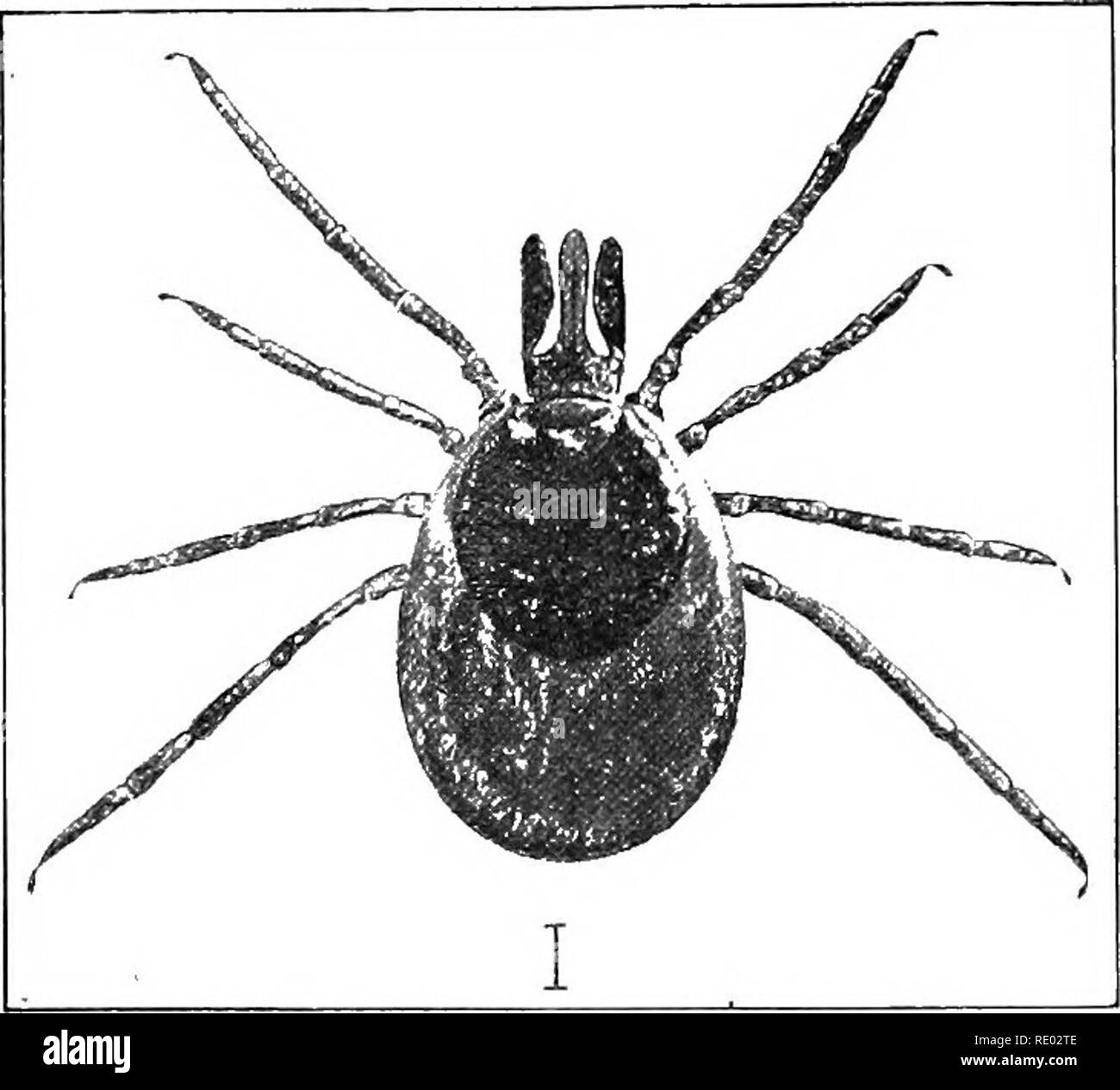 . Le malattie dei bovini, ovini, caprini e suini. Medicina veterinaria. Fig. 200.-maschio adulto dell'erba tick. Lena. Maiale. 201.-femmina adulta. Lunghezza, ^-th di 1 pollici. specie di zecche attaccare alcuni " host " o l'animale, né bestia, bird, o di rettili, a cui essi si collegano tramite la " tribuna " o il becco, e diventare molto disteso mediante aspirazione dell'host di sangue. Quando si affolla cadono al suolo-se una larva o pupa, per subire la sua metamorfosi per la prossima fase della sua esistenza, e poi cercare un host fresca; se è una femmina adulta, per deporre le uova tra herbage. Foto Stock