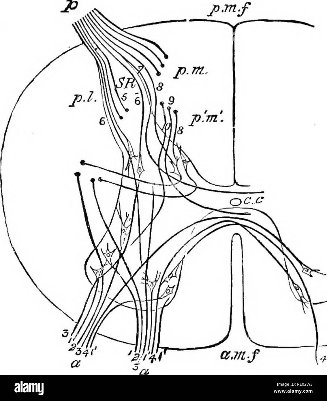 . La fisiologia degli animali domestici; un libro di testo per i veterinari e gli studenti medici e professionisti. Fisiologia, confronto; gli animali domestici. Funzioni OP il midollo spinale. 799 fasci diversi : 1. La mediana del bundle, rappresentata dalla linea nera in figura (Pig. 340), in parte entra in diretta unione con le cellule del corno anteriore, mentre parte passa attraverso la materia grigia per immettere la commissura anteriore e di passare al lato opposto della cordicella per termi- nate in parte nelle cellule del corno anteriore su questo lato e in parte per passare direttamente nella sezione anteriore colonna bianca Foto Stock