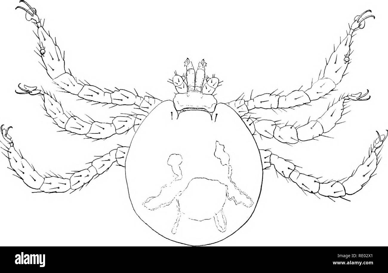 . Le malattie dei bovini, ovini, caprini e suini. Medicina veterinaria. La piroplasmosi bovina. 417 (Australia), tristezza (Repubblica Argentina), la costa africana, febbre, East Coast febbre, rosso acqua, Ehodesian febbre (capo) e bovina la malaria. Essa ^Yas descritta per la prima volta da Babes in 1888, in animali che abitano tlie Danubio "^ vicolo, e fu chiamato da lui hfemoglobinm batterica-ia del bue. Successivamente essa è stata ben descritta da Smith e Kilborne (nel 1889) sotto il titolo di Texas febbre. È stato riscoperto in Finlandia da Krogms e Van Hellens nel 1894; in Sardegna da San Felice e il Loi; m in Australia nel 1895 Foto Stock