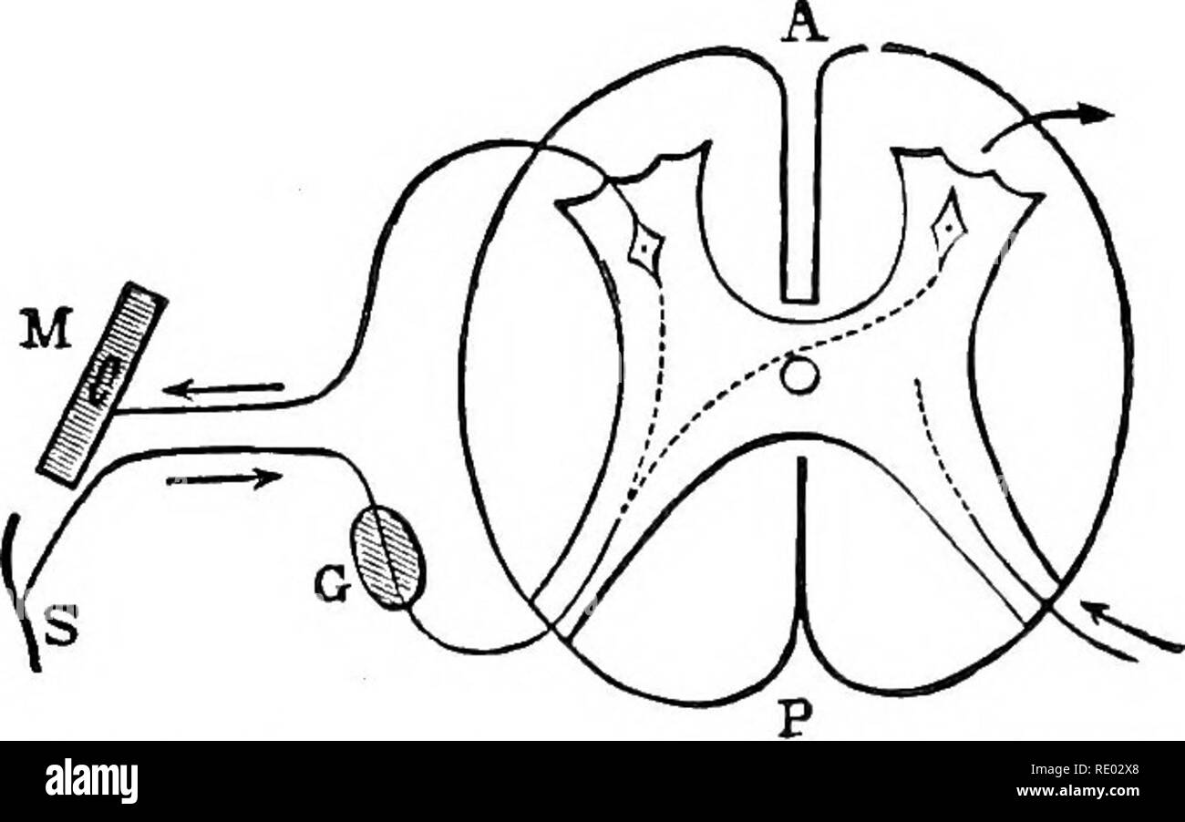 . La fisiologia degli animali domestici; un libro di testo per i veterinari e gli studenti medici e professionisti. Fisiologia, confronto; gli animali domestici. Il midollo spinale è non solo il percorso di conduzione di un nervo impres- tanze dalla periferia del cervello e la retromarcia, ma è anche sede di un gran numero di centri nervosi che sono in grado di agire come centri di riflesso, o addirittura di  " , la versione RTM. -W originari di impulsi. Le funzioni del midollo spinale sono pertanto di essere con- sidered-primo, come una collezione di nervo-centri, e, secondo, come un conduttore di afferiscono e impulsi efferenti. (A Foto Stock
