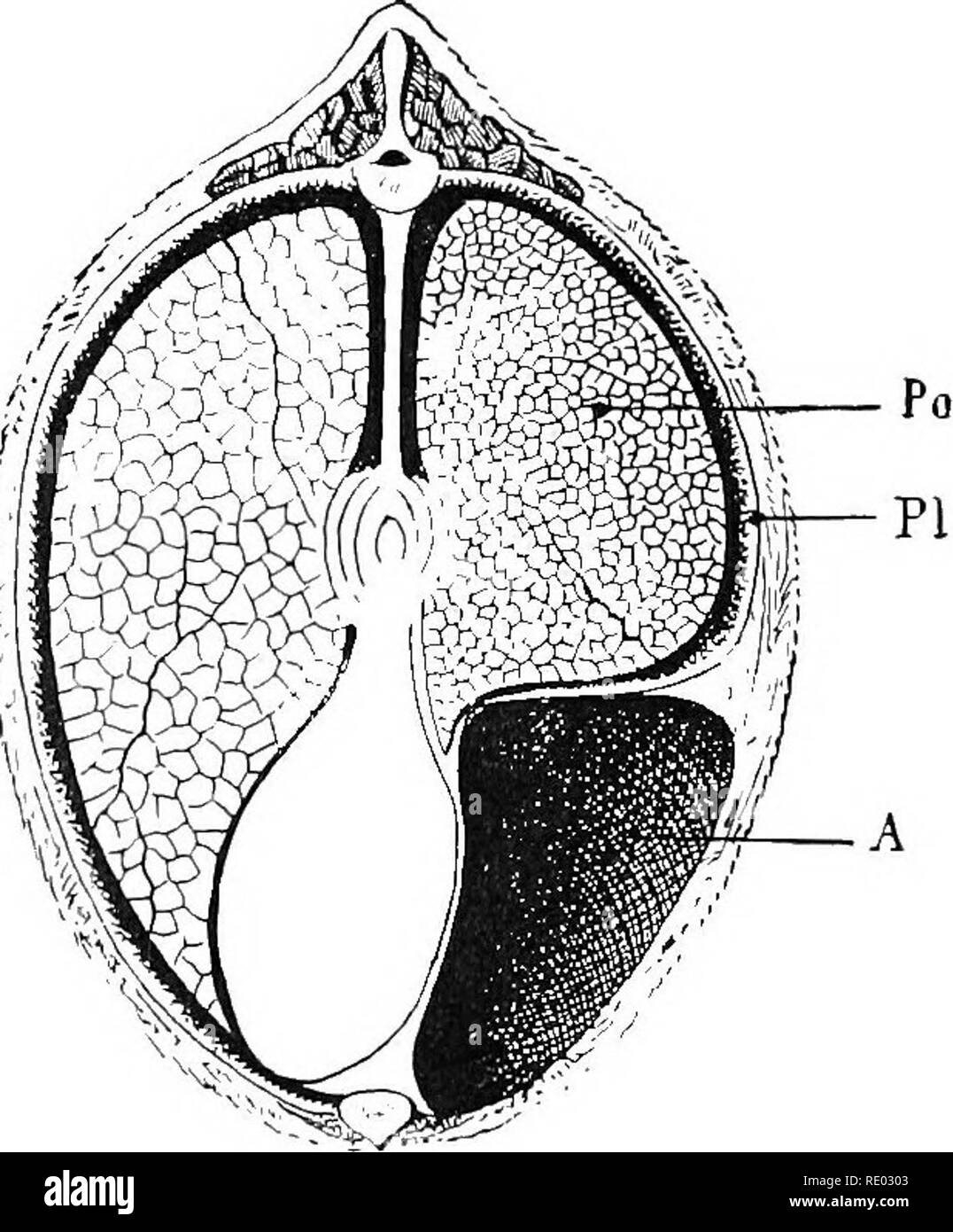 . Le malattie dei bovini, ovini, caprini e suini. Medicina veterinaria. 890 PEtllCARDiTiS. Adesioni tra inevitalile se in un caso solitario Moussu dire un'altra forma di pericardite cronica con la completa adesione del cuore e il pericardio, senza alcuna essudazione e quasi senza false membrane. Egli non era in grado di determinare la causa esatta, ma era fortemente incline a considerare la malattia come avendo seguito pericardite un frigore pericardite o di un carattere reumatiche. il cuore e il pericardio sono anche detto di essere ritardata a causa di tutte le forature dei peri- cardium throu Foto Stock