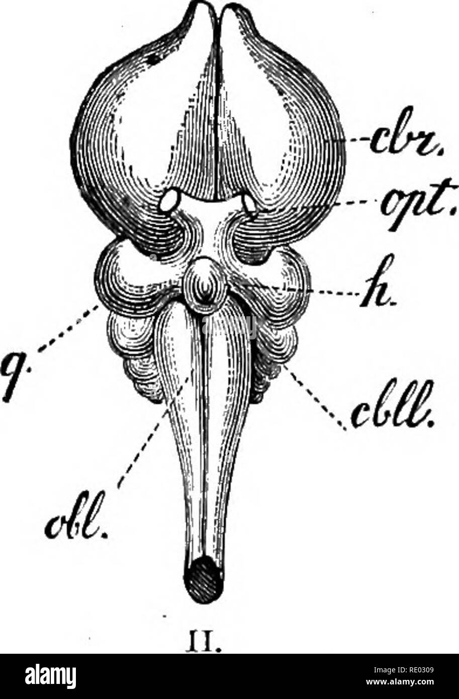 . La fisiologia degli animali domestici; un libro di testo per i veterinari e gli studenti medici e professionisti. Fisiologia, confronto; gli animali domestici. Fig. S27.-cervello op Bird (Falco btiteo). (.V"7m.) I, vista della superficie superiore. II, vista della superficie inferiore: rhr, cervello; o, corpora quadrigemina o bigemina cbll, cervelletto; Obi, micollo allungato; h, ipofisi; opt, del nervo ottico. In uccelli il cervelletto è ugualmente ridotta a un singolo lobo mediano, ed è completamente scoperte dal cervello, ed essendo singola esso non possiede alcuna emisferi laterale; il pons varolii, o le fibre trasversali che ser Foto Stock