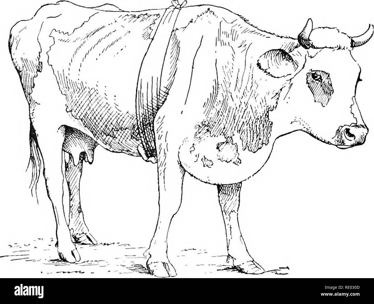 . Le malattie dei bovini, ovini, caprini e suini. Medicina veterinaria. 388 PBRICAllDITIS. Il diritto mdex dito è poi sostituito ly sinistra e, un trequarti circa dieci centimetri di lunghezza e j pollice di diametro essendo introdotto lungo il dito indice utilizzato come un regista, il pericardio viene raggiunto. Il fluido essudativo trasmette l'impulso dovuto al battito del cuore e le pulsazioni possono essere chiaramente distinti ^vhen afferrando la maniglia del trequarti. Terza fase. Esplorazione digitale del corso della foratura e cuscino di grasso alla base del cuore, con lo scopo di scoprire il posit Foto Stock