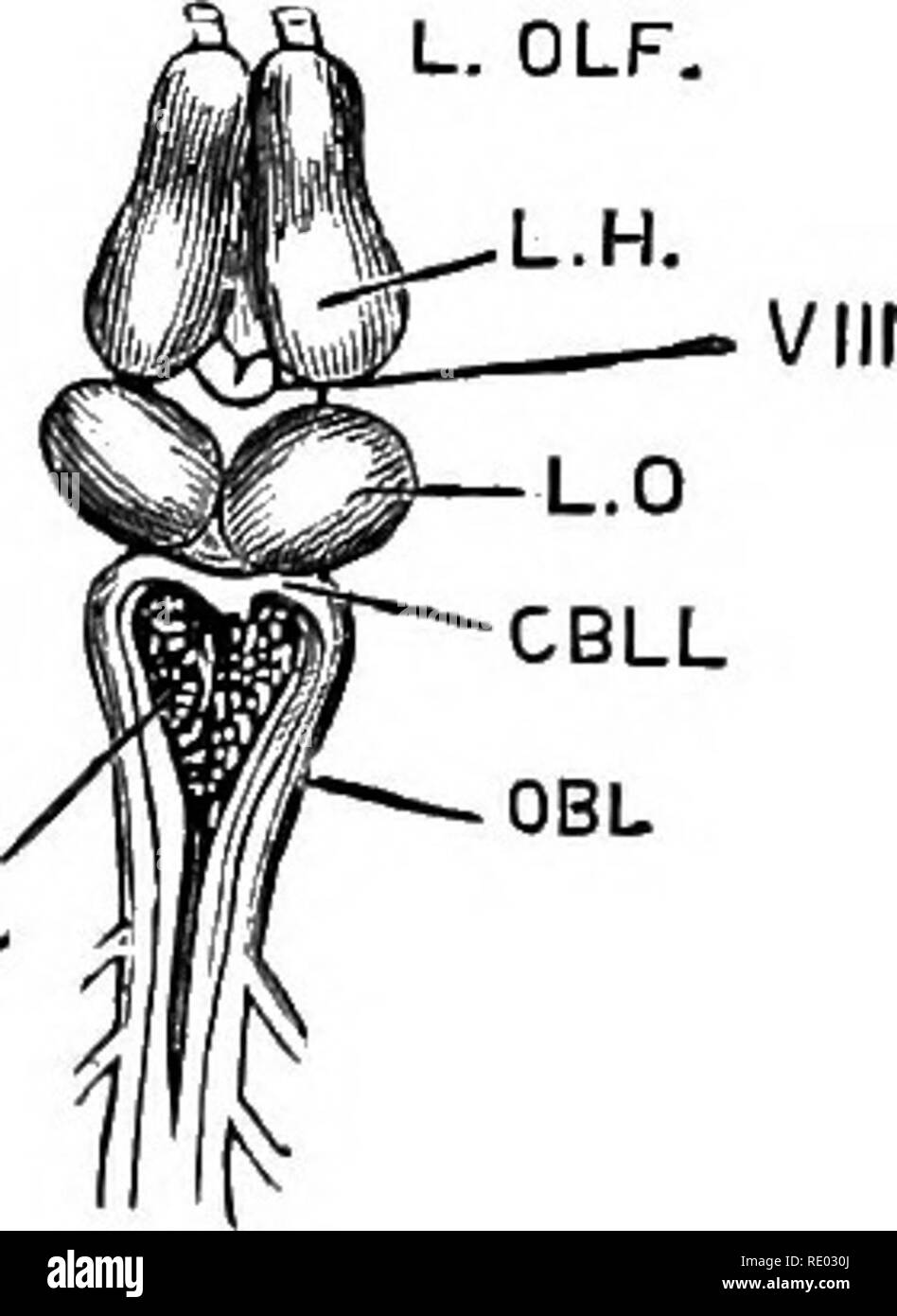 . La fisiologia degli animali domestici; un libro di testo per i veterinari e gli studenti medici e professionisti. Fisiologia, confronto; gli animali domestici. Fig. 325.-cervello di Persico, dopo Cuvier. (Rymer Jones.), cervelletto; B, cervello; C, ganglio olfattiva; i nervi olfattivi; D, ganglionari ottiche; G, lobo complementare; II, fibre trasversali in walla del ventricolo cerebrale; N, commissura dei nervi ottici; P, Q, R, S, T, U, il terzo, quarto, quinto, sesto, settimo ed ottavo di coppia di nervi cerebrali. Ur. Fro v&GT;4 r FlG' 326.-cervello di rana visto da sopra. (Niihn,) s"™.',-rT™AIN tAND Foto Stock