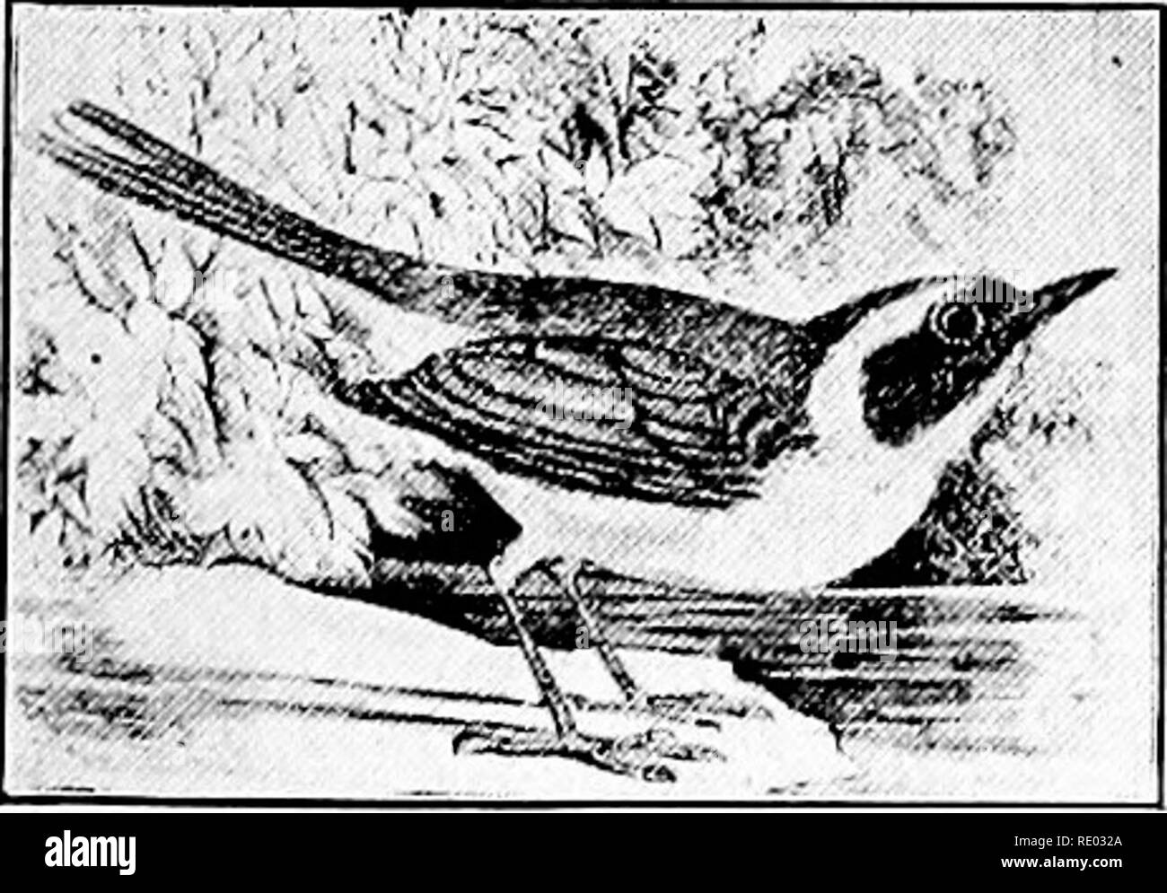 . Lo studio della natura e agricoltura. Lo studio della natura; l'agricoltura. American Redstart 636 in bianco e nero trillo. M. E S.R. 637 Prothonotary trillo. S.R. 642 Golden-winged trillo. M. e probabilmente S.R. 646 arancione-incoronato trillo. Il prob- abilmente S.R.. Maryland Yellowtheoat 647 648 650 654 657 659 660 661 667 671 672 674 Tennessee trillo. M. E S.R. Parula trillo. S.R. Cape May trillo. M. e probabilmente S.R. Nero-throated trillo blu. Raro S.R. Magnolia trillo. M. Chestnut facciate trillo. S.R. Bay-breasted trillo. M. Black-poll trillo. M. Blackburnian trillo. M. E S.R. Nero-throated Warbl verde Foto Stock . Lo studio della natura e agricoltura. Lo studio della natura; l'agricoltura. American Redstart 636 in bianco e nero trillo. M. E S.R. 637 Prothonotary trillo. S.R. 642 Golden-winged trillo. M. e probabilmente S.R. 646 arancione-incoronato trillo. Il prob- abilmente S.R.. Maryland Yellowtheoat 647 648 650 654 657 659 660 661 667 671 672 674 Tennessee trillo. M. E S.R. Parula trillo. S.R. Cape May trillo. M. e probabilmente S.R. Nero-throated trillo blu. Raro S.R. Magnolia trillo. M. Chestnut facciate trillo. S.R. Bay-breasted trillo. M. Black-poll trillo. M. Blackburnian trillo. M. E S.R. Nero-throated Warbl verde Foto Stock