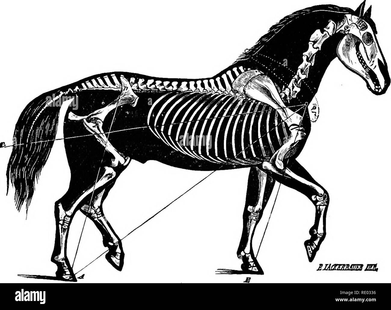 . La fisiologia degli animali domestici; un libro di testo per i veterinari e gli studenti medici e professionisti. Fisiologia, confronto; gli animali domestici. 756 fisiologia degli animali domestici. il peso e il trasferimento alla velocità dell'animale alla massa in movimento. Tutte le sistemazioni della zampa posteriore estremità sono especiallj- favore- in grado per la produzione di energia; quindi, riduzione dell'anteriore angolo pelvico, accompagnato da un potente sviluppo dei fianchi e la muscolatura lombare. In animali, quindi, con brevi le ossa, lieve angolarità e muscoli brevi le condizioni sono più favorevoli fo Foto Stock