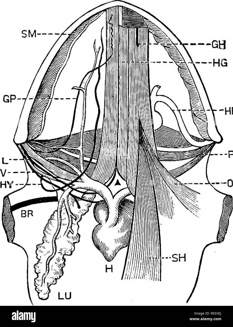 . La fisiologia degli animali domestici; un libro di testo per i veterinari e gli studenti medici e professionisti. Fisiologia, confronto; gli animali domestici. La circolazione del sangue. 545 -HB -PH &lt;-OH ganglio o distacco del cuore da l'influenza del motore principale del ganglio. Per portare questo argomento ancora ulteriormente una più delicati organi della sperimentazione deve essere utilizzato. I veleni devono essere impiegati come strumenti di indagine. La farmacologia ha infatti in questa linea quasi precorrere di fisiologia, per esso è stata attraverso lo studio dell'azione di veleni sul cuore che le nostre idee completo di scheda Foto Stock