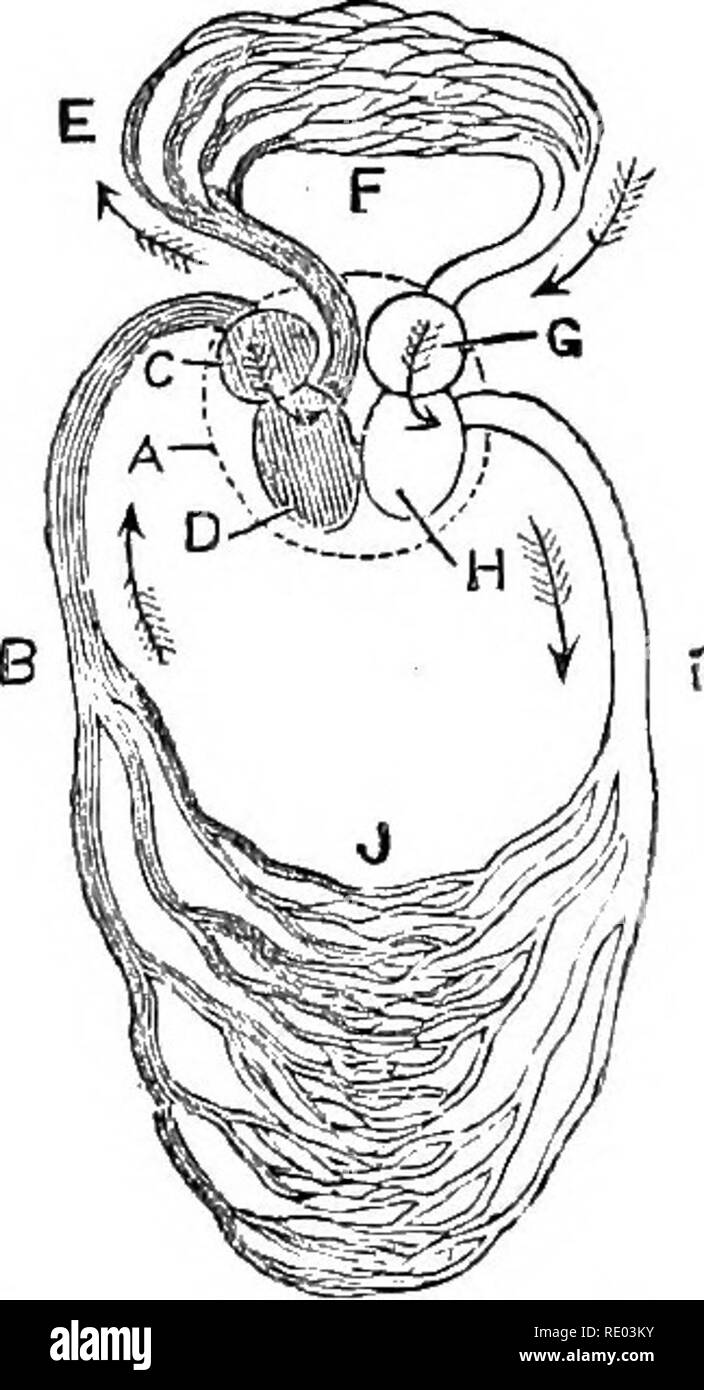 . La fisiologia degli animali domestici; un libro di testo per i veterinari e gli studenti medici e professionisti. Fisiologia, confronto; gli animali domestici. Fig. 190. - Il cuore del coccodrillo. (Perrier.) una ft, venre cavte ; 6, destra oreillette; c, il ventricolo destro ; (1. ventricolo sinistro.: e. vene polmonari : /, padiglione auricolare sinistro; h hK : aortica ?". secondo arco del aortse, nel quale la pressione arteriosa e il sangue venoso viene mescolato ; g, arterie polmonari. Fig. 191.-Schema op la circolazione di uccelli e mammiferi. (Carpenter.), cuore; B, vena cava; C, destra oreillette; D. il ventricolo destro; e, arteria polmonare; F, ca polmonari Foto Stock