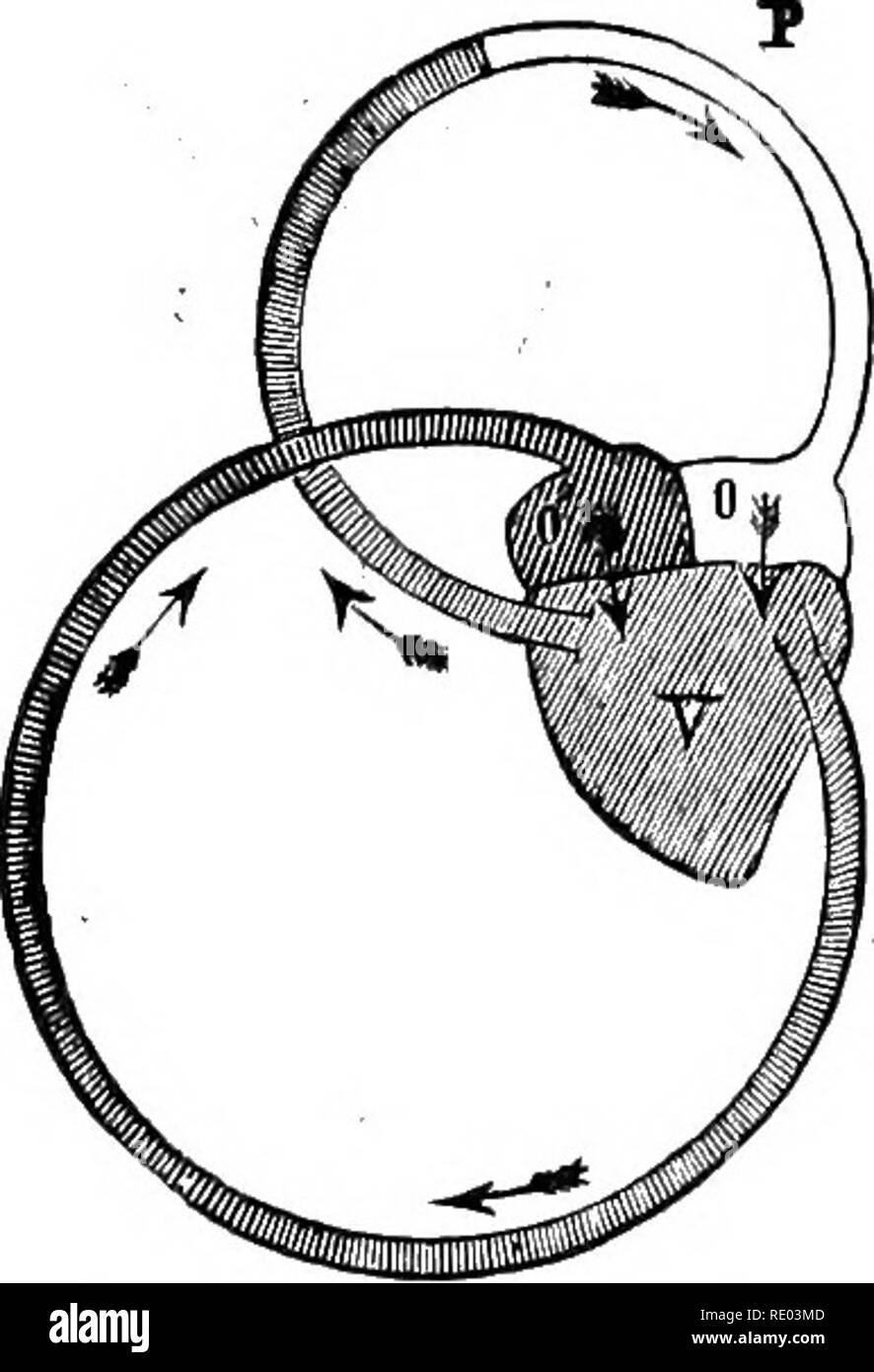 . La fisiologia degli animali domestici; un libro di testo per i veterinari e gli studenti medici e professionisti. Fisiologia, confronto; gli animali domestici. 496 fisiologia degli animali domestici. Distribuire il sangue arterioso per il sistema a grandi; -da dove esso viene nuovamente restituito dal sistema venoso, dopo il passaggio attraverso i capillari sistemica per il padiglione (Fig. 184). In pesci, pertanto, la respira- tory apparato forma una parte del generale circolazione sistemica, il cuore essendo quindi una brachiale e non un organo sistemica, e cir- culation essendo semplice anziché imperfettamente doubl Foto Stock