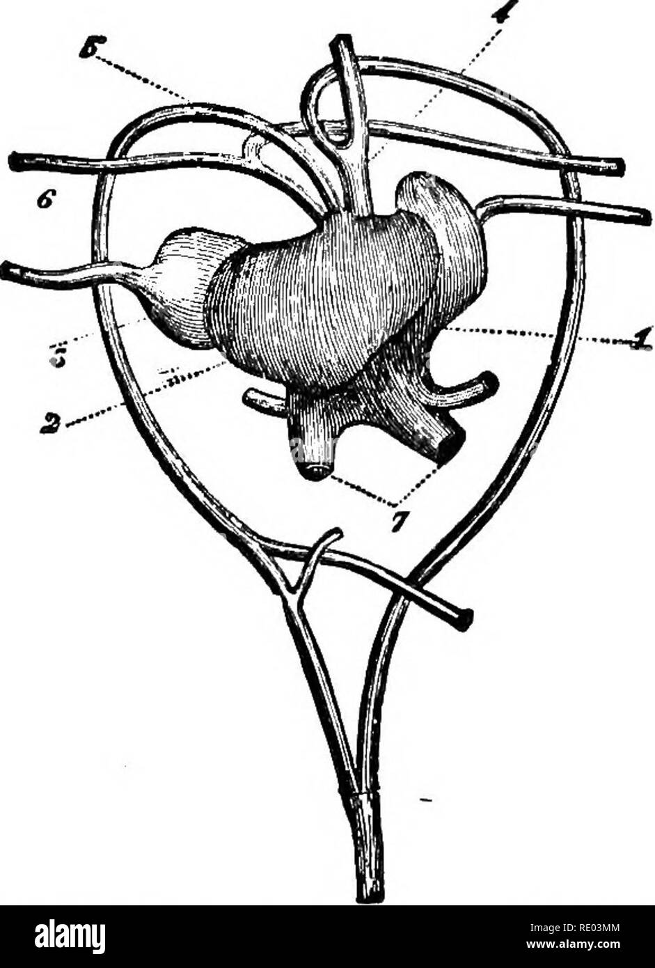 . La fisiologia degli animali domestici; un libro di testo per i veterinari e gli studenti medici e professionisti. Fisiologia, confronto; gli animali domestici. Fig. 185.-Apparato Circolatorio nel pesce. (Owen.), bulhus arterioso; B, arteria brachiale; 6, vene brachiale; H, veatricle; h, padiglione auricolare; L L, vena porta; V V, vena cardinalis; v*, vene giugulare; io in- testine; UN' UN', aorta; K, rene. La figura in basso mostra uno schema ingrandito di un arco brachiale, le scritte essendo lo stesso come sopra, essendo la cavità brachiale.. Fig. 186.-cuore di tartaruga. (Btclard.) 1, destra oreillette; 2, singola v Foto Stock