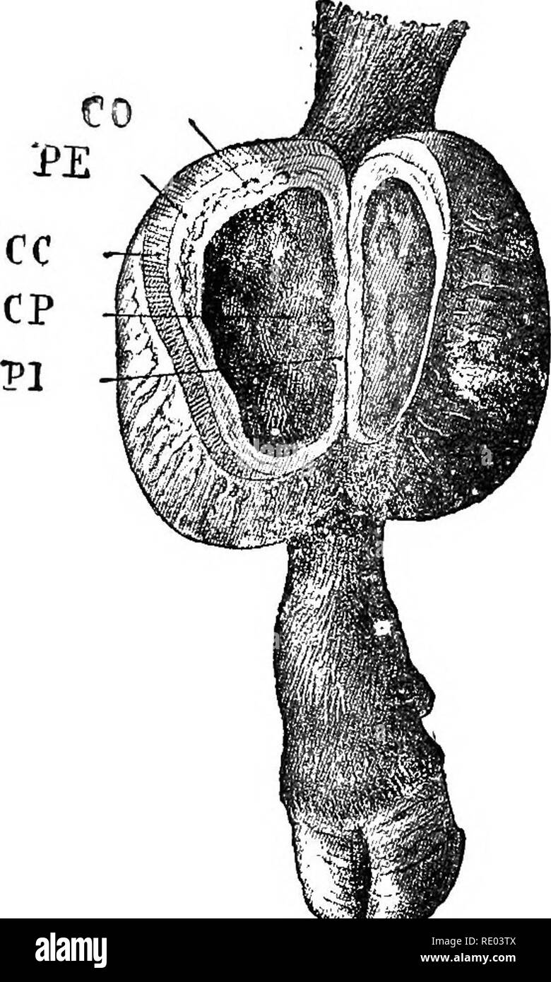 . Le malattie dei bovini, ovini, caprini e suini. Medicina veterinaria. HYGROMA del ginocchio. 66 Il hygroma è solitamente caratterizzata dal suo non-carattere doloroso e dalla fluttuazione regolari in tutto. Le pareti del bursse sierose sono semplicemente addensato, in modo che la palpazione è facile. Qualora il hygroma diventano infetti e infiammate, essa assume gli stessi caratteri come un ascesso: diventa altamente sensibile, è circondato da infiltrazione edematosa, mostra più marcata la fluttuazione in qualche punto specializzati, e alla fine si rompe, scaricando il pus. Lunga hygromas hanno spesso addensato fibro-cartilagino Foto Stock