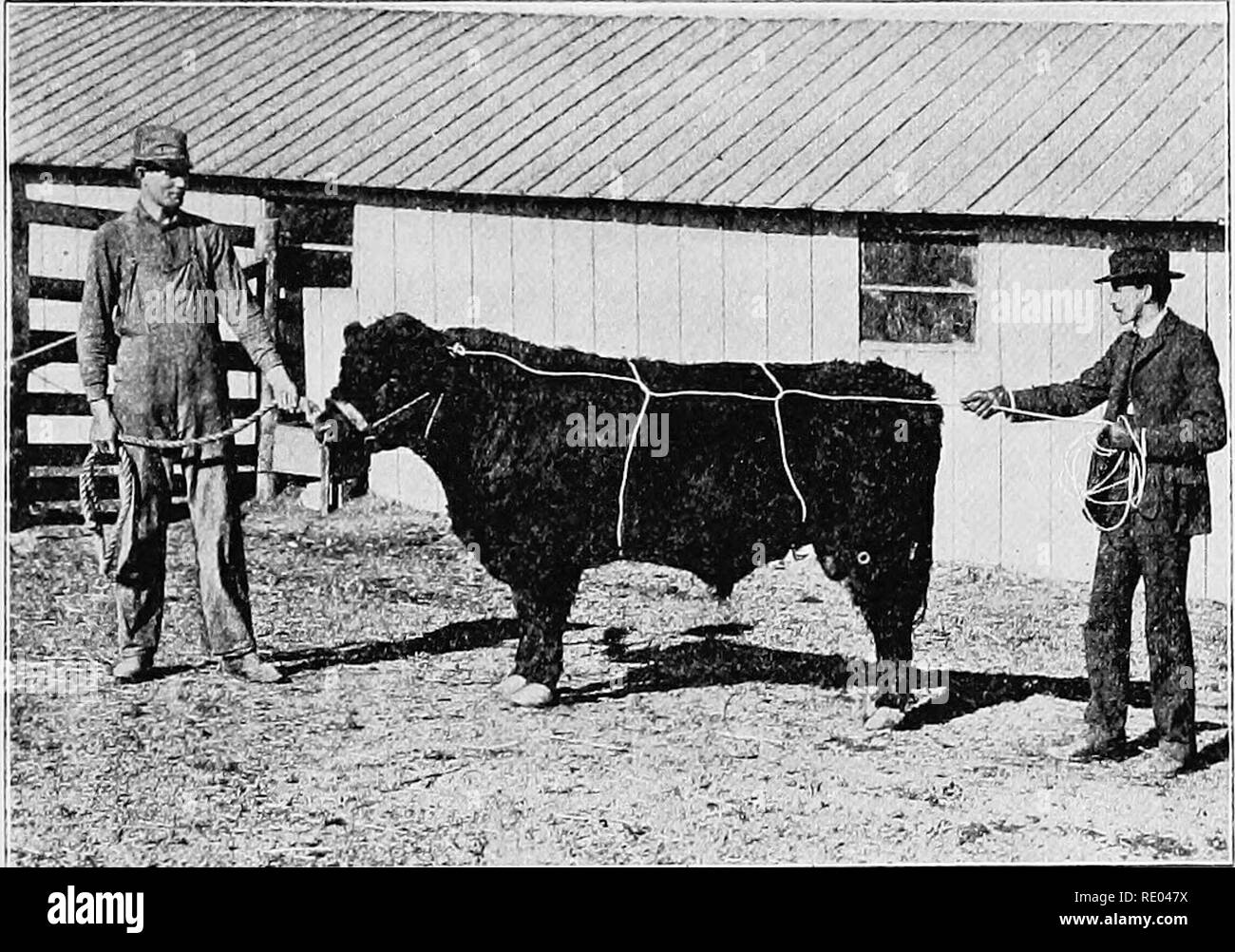 . Le malattie degli animali; un libro di breve e di popolari consigli sulla cura e le affezioni comuni degli animali della fattoria. Medicina veterinaria; gli animali domestici. Gettando un toro 149 generata e le zampe legate come il caso richiede. I cani devono sempre avere le loro bocche legati strettamente chiusa tramite una striscia di stoffa stout, due pollici di larghezza, e legatura circa il muso; le estremità può quindi essere portato in giro e legato dietro la testa dell'animale per tenerlo da graffiare il muso largo.. Maiale. 37. Il semi-metodo di attacco di gettare un toro anestetici per tutte le operazioni chirurgiche quando un animale sarà sottoposto a gre Foto Stock