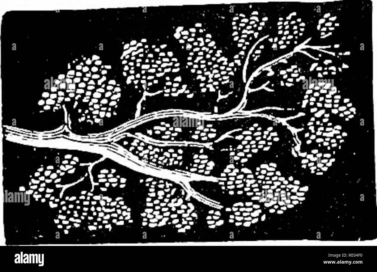 . Studi veterinari per studenti agricoli. Medicina veterinaria. FIG. 26. Un quarto e il capezzolo della mammella della bovina. (0. k. c:&GT; C. Latte cisterna. Nota constric- tion appena al di sotto della cisterna. Anoth- er restringimento in corrispondenza di estremità del capezzolo. Fori, mostrato nel premistoppa in precedenza, sono condotti di latte tagliare tutta.. FIG. 27. Vescicole di latte e condotti di uscita. Ingrandite. Alimentazione di sangue. -Ghiandole mammarie ricevono la loro alimentazione attraverso l'arteria mammaria, che distribuisce i rami attraverso i due pressacavi in ciascuna metà della mammella, una arteria su ciascun lato. Il sangue per una metà della mammella viene così attraverso l'iliaca esterna ar Foto Stock