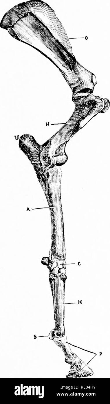 . Studi veterinari per studenti agricoli. Medicina veterinaria. Arto anteriore. 17 i carpali consistono di sette piccole ossa brevi e con l'articolazione del carpali al raggio al di sopra e al di sotto di metacarpals, compongono quello che è comunemente noto come il giunto del ginocchio. Il metacarpals si trovano in quello che è noto come la regione del cannone. Essi sono in numero di tre: una grande in medio, che è lungo e più o meno cilindrica e uno rudi- mentary metacarpale su ciascun lato. Questi insieme articolare sopra. FIG. 11. Arto ANTERIORE DEL CAVALLO. 0, scapola; H, Omero; un raggio; U, Foto Stock