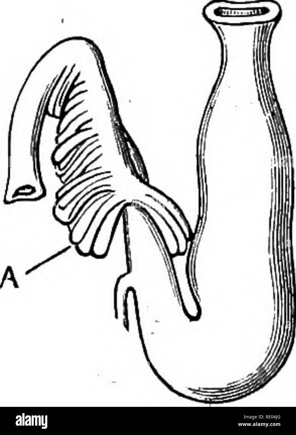 . La fisiologia degli animali domestici; un libro di testo per i veterinari e gli studenti medici e professionisti. Fisiologia, confronto; gli animali domestici. Fig. 67.-canale intestinale degli storioni. (Cants.) B B, faringe e cul-de-sac del tlio stomaco ; A. piloro; C, pancre- di a pertura appendici del piloro; al di sotto si vedono le circonvoluzioni dell'intestino tenue terminante nella spirale dell intestino crasso.. Fig. 68.-stomaco op l'Salmon-Trout (CAM), che mostra le appendici pancreatici del piloro a A. è facilmente realizzata. L'influenza del cibo sullo sviluppo del canale alimentare è visto in Foto Stock