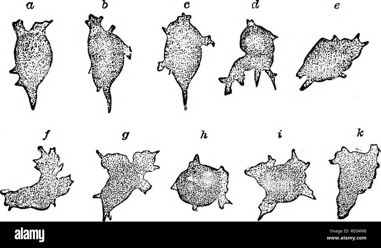 . La fisiologia degli animali domestici; un libro di testo per i veterinari e gli studenti medici e professionisti. Fisiologia, confronto; gli animali domestici. Le condizioni che disciplinano PROTOPLASMIC MOVIMENTO. 83 di acqua, e di conseguenza con l'aumento di volume e di diminuzione dell'indice di rifrazione del protoplasma. Come la quantità massima di acqua diventa avvicinato la forma sferica è assunta ; così che vi- fore, acqua distillata, come evidenziato nella sezione di imbibizione, uccide il protoplasma, eventualmente mediante estrazione dei sali che sono necessari per la vita del protoplasma. Così, sale-wate Foto Stock