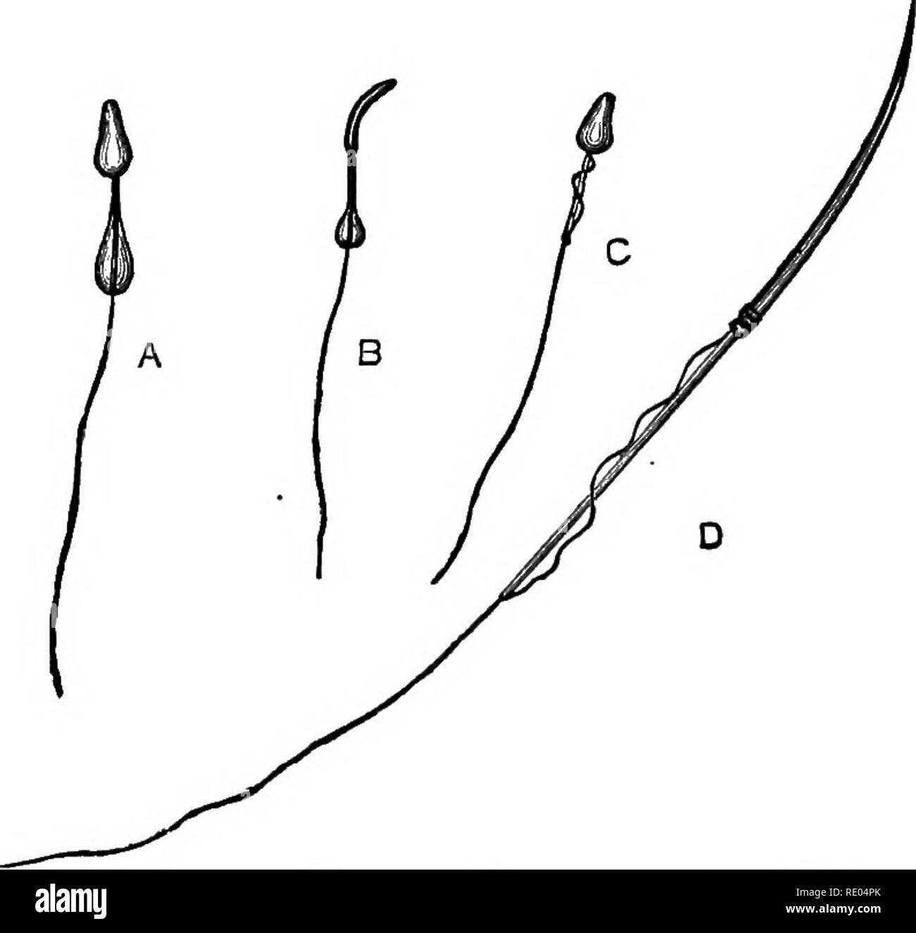 . La fisiologia degli animali domestici; un libro di testo per i veterinari e gli studenti medici e professionisti. Fisiologia, confronto; gli animali domestici. Fig. 21.-vari tipi di cellule epiteliali. {Klein.), cellule colonnari di intestino; B, poliedrica oells della congiuntiva: C, ciliate cellule coniche del&GT; trachea; D, cellule ciliate di frog, bocca; E, coniche invertite cella della trachea; F, delle cellule squamose della cavità della bocca, visto dalla sua superficie ampia; G, cellule squamose, visto di taglio.. Fig. 22.-vari tipi di spermatozoi. {Klein.), spermatozoo di cavia non ancora maturato; Foto Stock