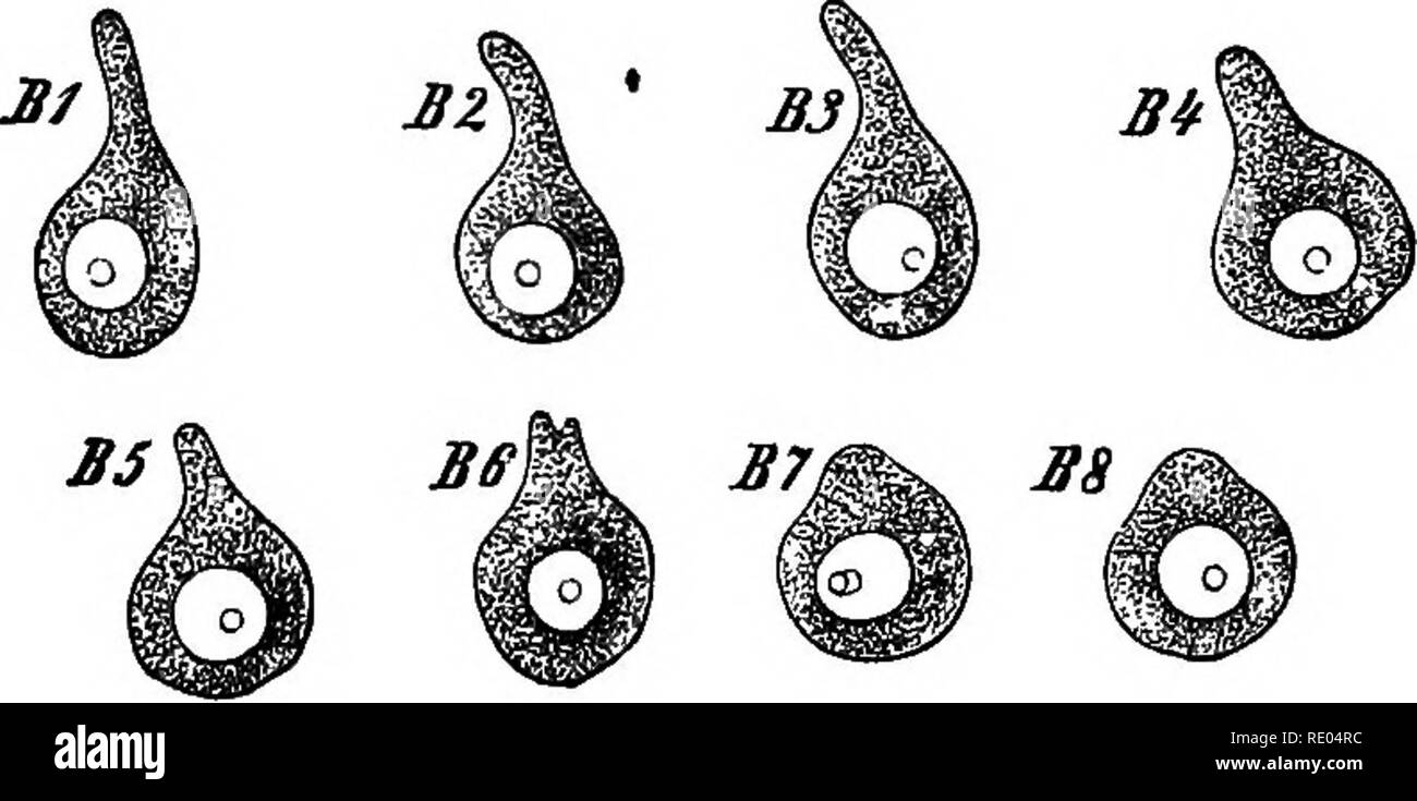 . Un libro di testo comparato di fisiologia per gli studenti e gli operatori di confronto (veterinario) medicina. Fisiologia, comparativo. . Si prega di notare che queste immagini vengono estratte dalla pagina sottoposta a scansione di immagini che possono essere state migliorate digitalmente per la leggibilità - Colorazione e aspetto di queste illustrazioni potrebbero non perfettamente assomigliano al lavoro originale. Mulini, Wesley, 1847-1915. New York, Appleton Foto Stock