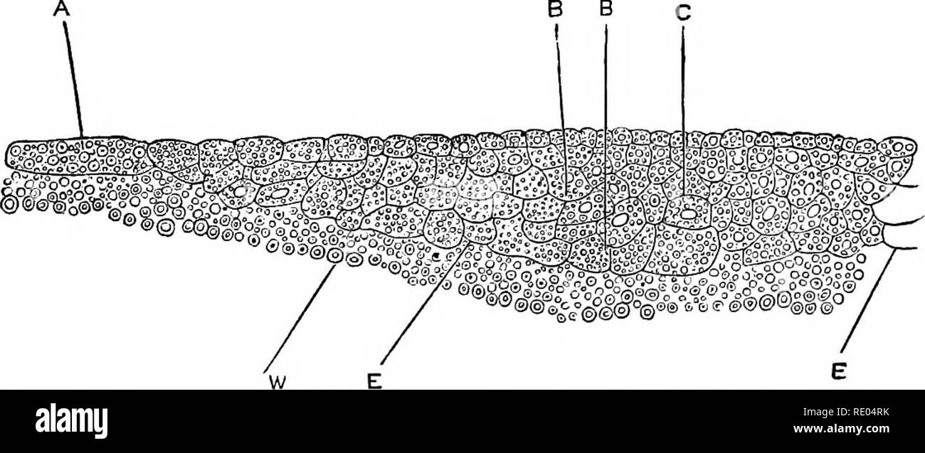 . La fisiologia degli animali domestici; un libro di testo per i veterinari e gli studenti medici e professionisti. Fisiologia, confronto; gli animali domestici. Fig. 12.-vista superficiale del disco germinale di un uovo di gallina durante le fasi successive di segmentazione. {Foster e Balfour.) a C, al centro del disco, le masse di segmentazione sono molto piccoli e numerosi; in B, più vicina al bordo, essi sono più grandi e meno; mentre quelli ai margini estremi, A, sono più grandi e minor numero di tutti. Si sarà notato che i solchi radianti marcatura off i segmenti, A, non raggiungono il margine estremo, e dell'd Foto Stock