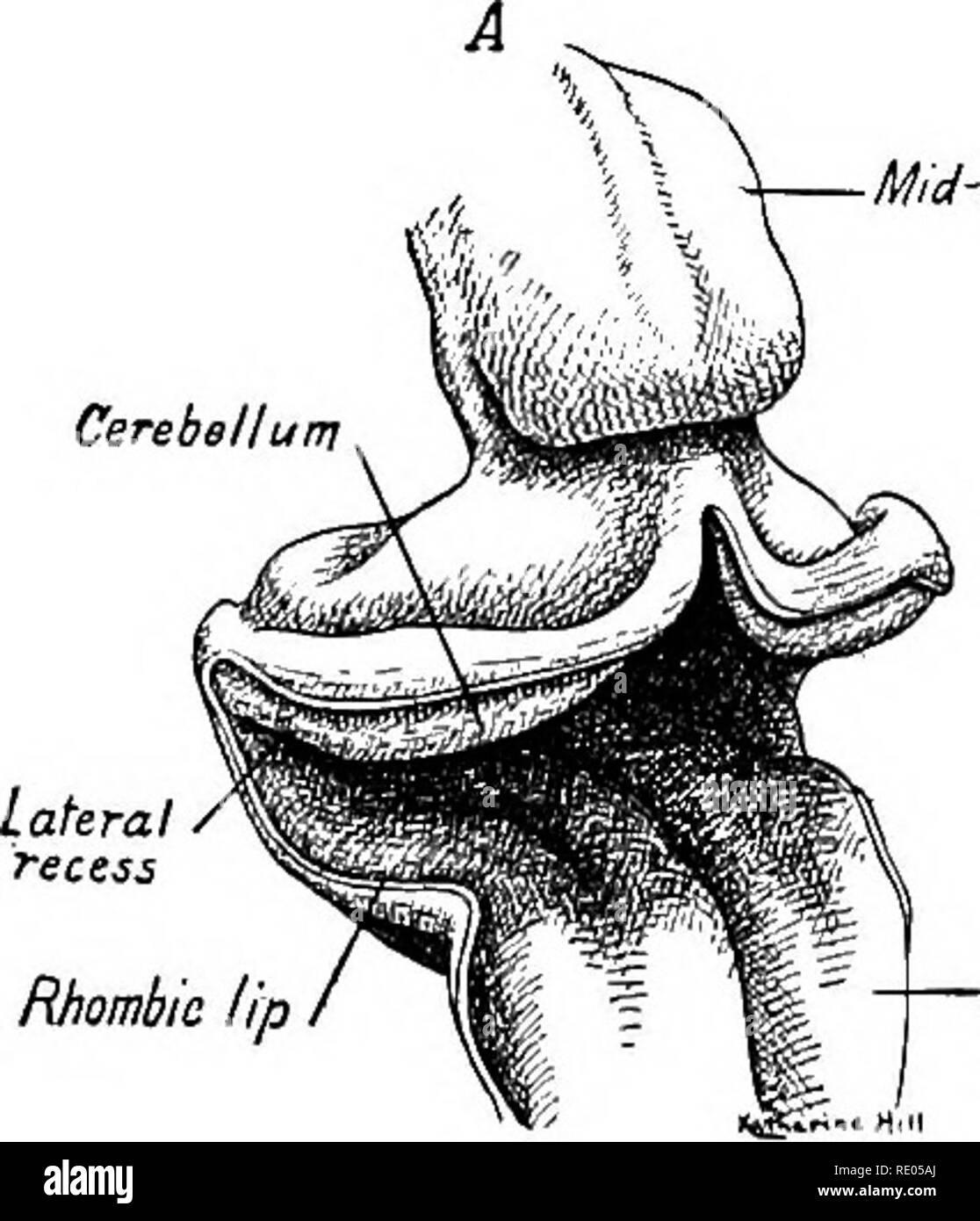 . Un manuale di laboratorio e libro di testo di embriologia. Embriologia. Il cervello 333 il funiculi dorsale del midollo spinale. Gli assoni del neuroblasts la formazione di questi nuclei ricettivi decussate attraverso la formazione reticolare principalmente come interno fibre arcuate e salire per il talamo come il lemniscus mediano. Ci sono sviluppati da neuroblasts della piastra alari altri nuclei degli assoni di cui collegare il gambo del cervello, cervelletto e fore-cervello. Di questi il più cospicuo è il meno olivary nucleo. La forma caratteristica di un adulto myelencephalon è determinata dalla ulteriore crescita di th Foto Stock